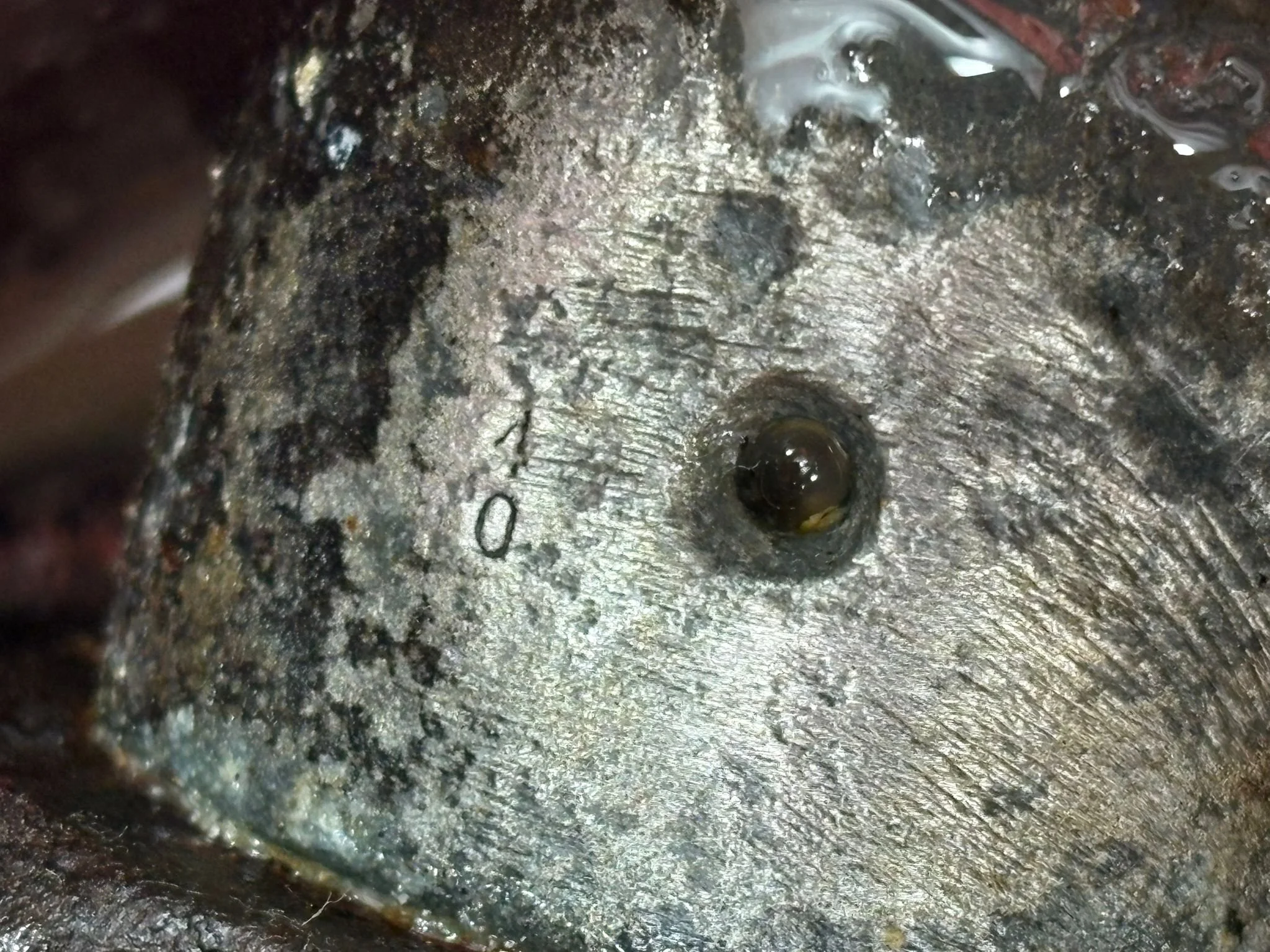 WhatsApp Image 2026-03-12 at 15.29.56 (3).jpeg