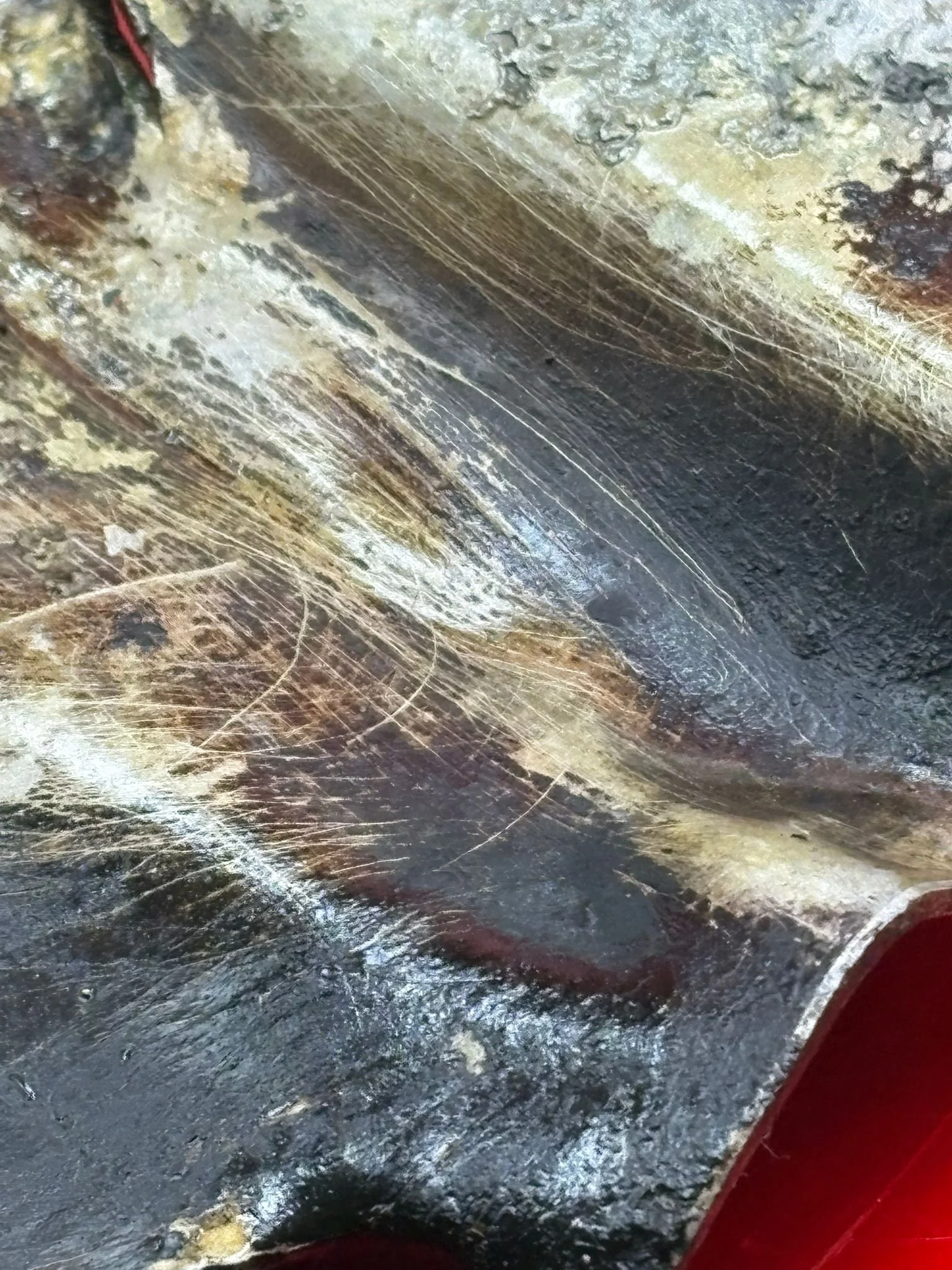 WhatsApp Image 2026-02-10 at 12.08.39 (8).jpeg