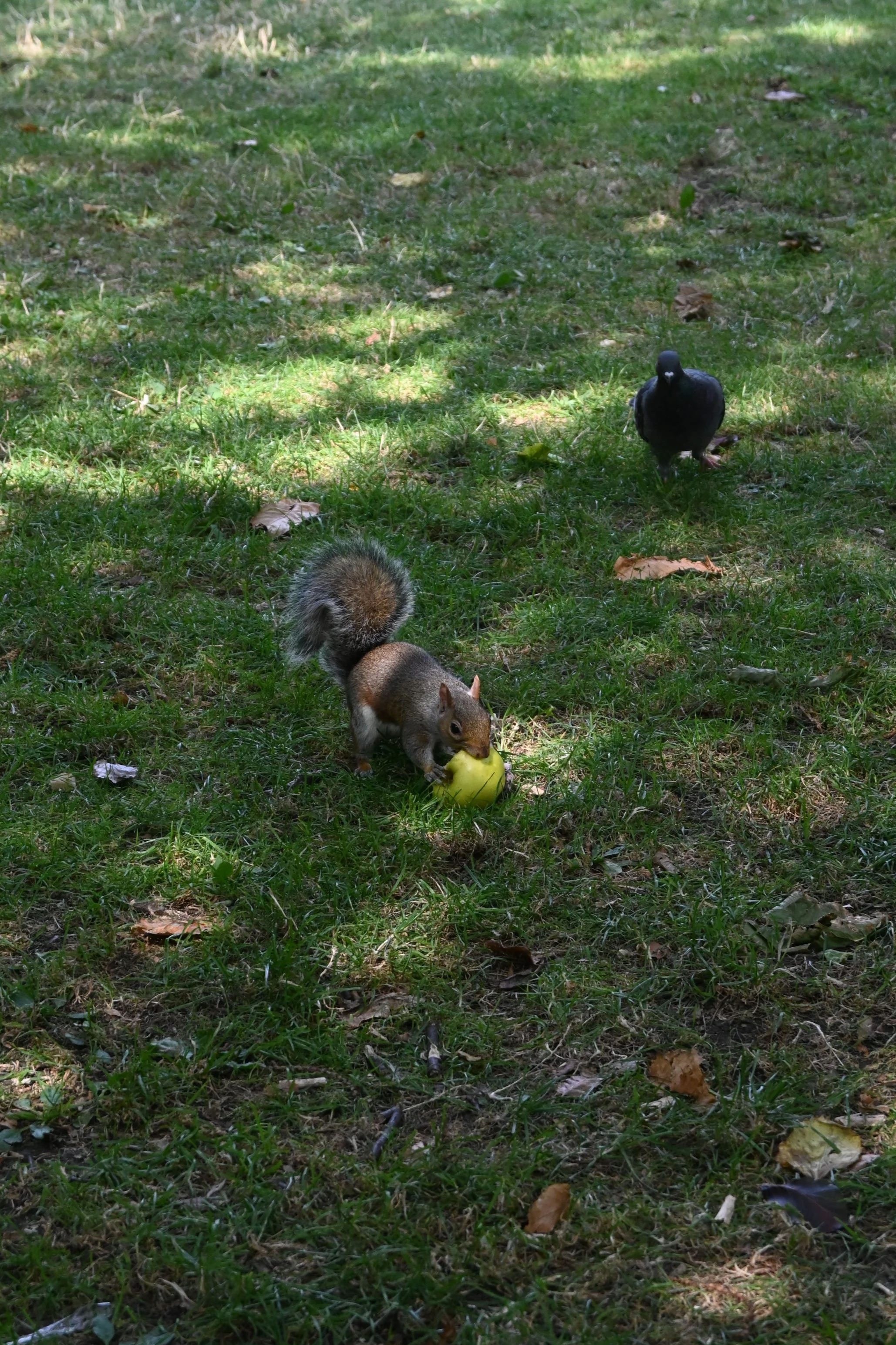 Uno scoiattolo con la coda pelosa che tiene in bocca una mela e un piccione nero che cammina dietro di lui su erba con foglie sparse, a Regent's Park.