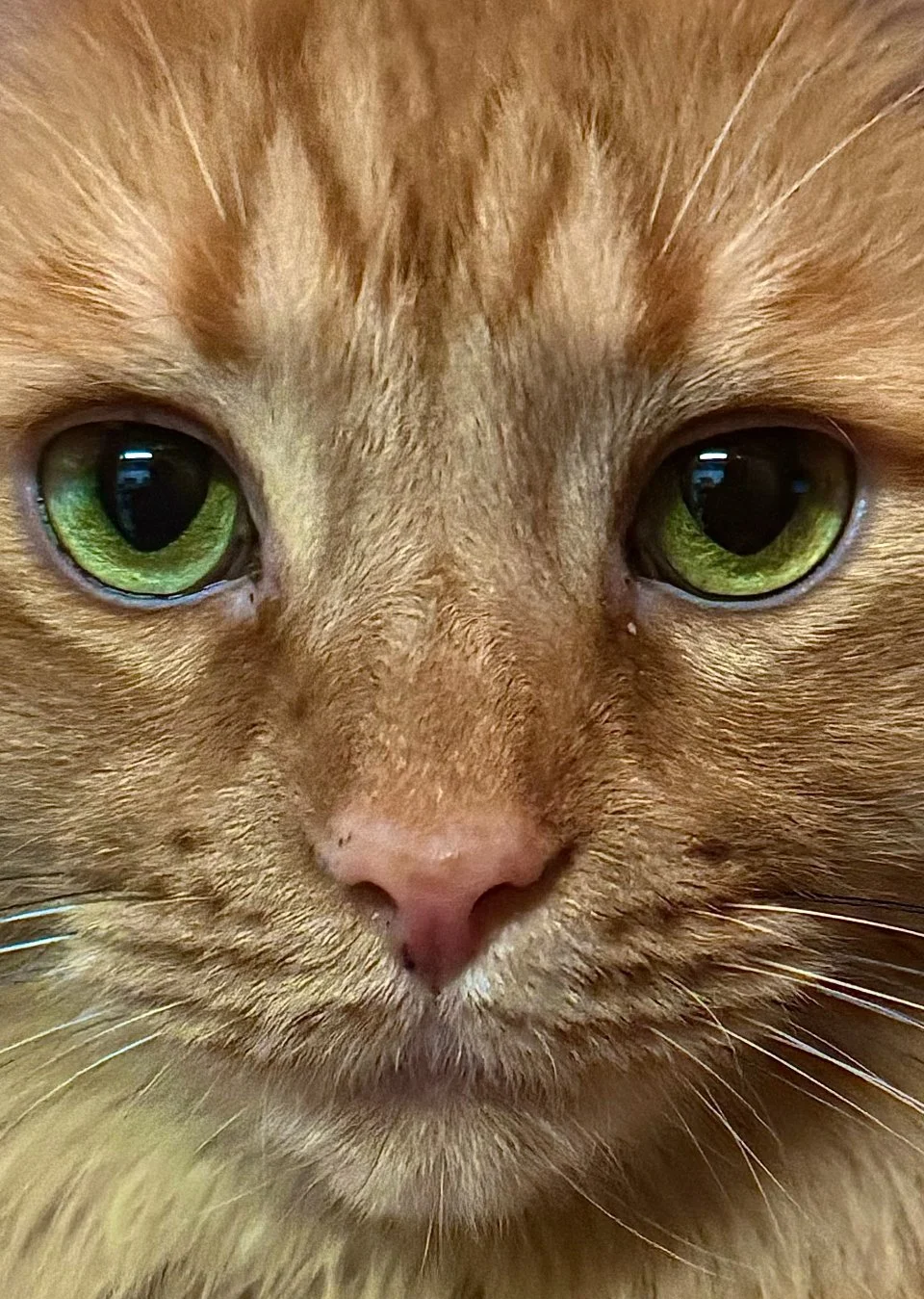 Rick Alfonso Photography