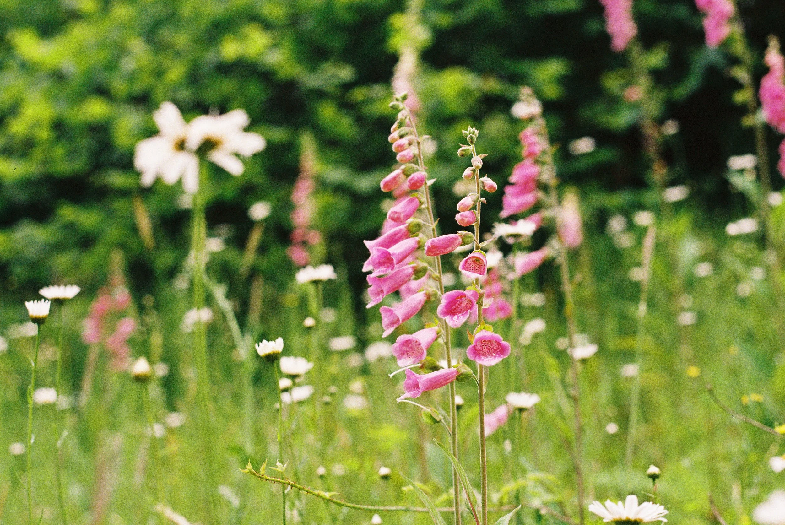 Pink and white wildflowers growing in a green meadow with blurred background trees.