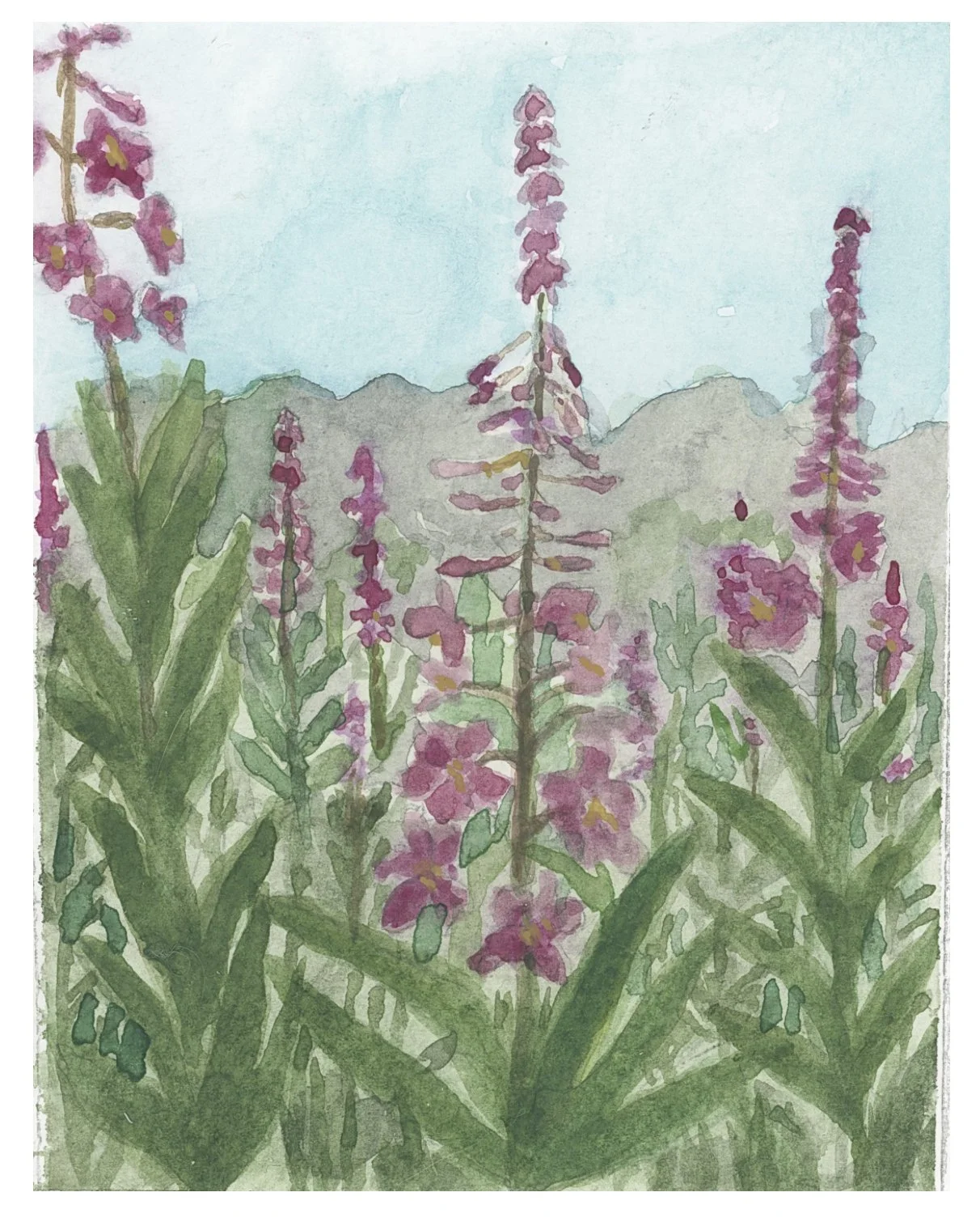 Fireweed