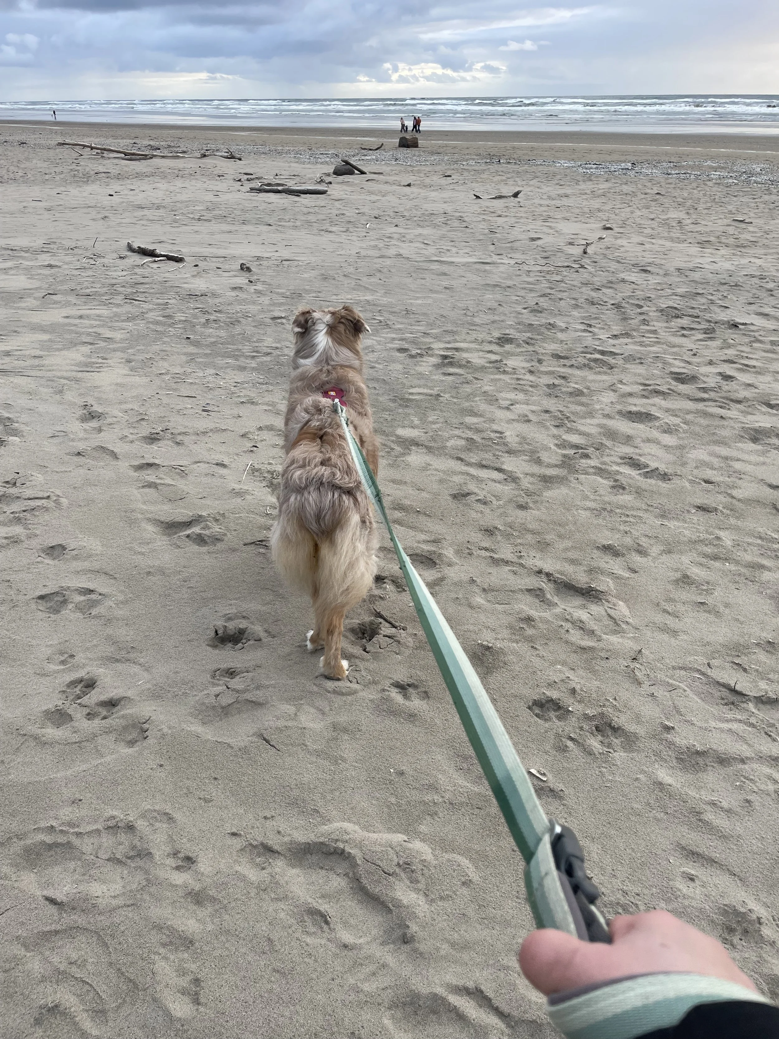A dog on a leash facing the ocean on a sandy beach with driftwood, rocks, and a few people in the distance under cloudy skies.