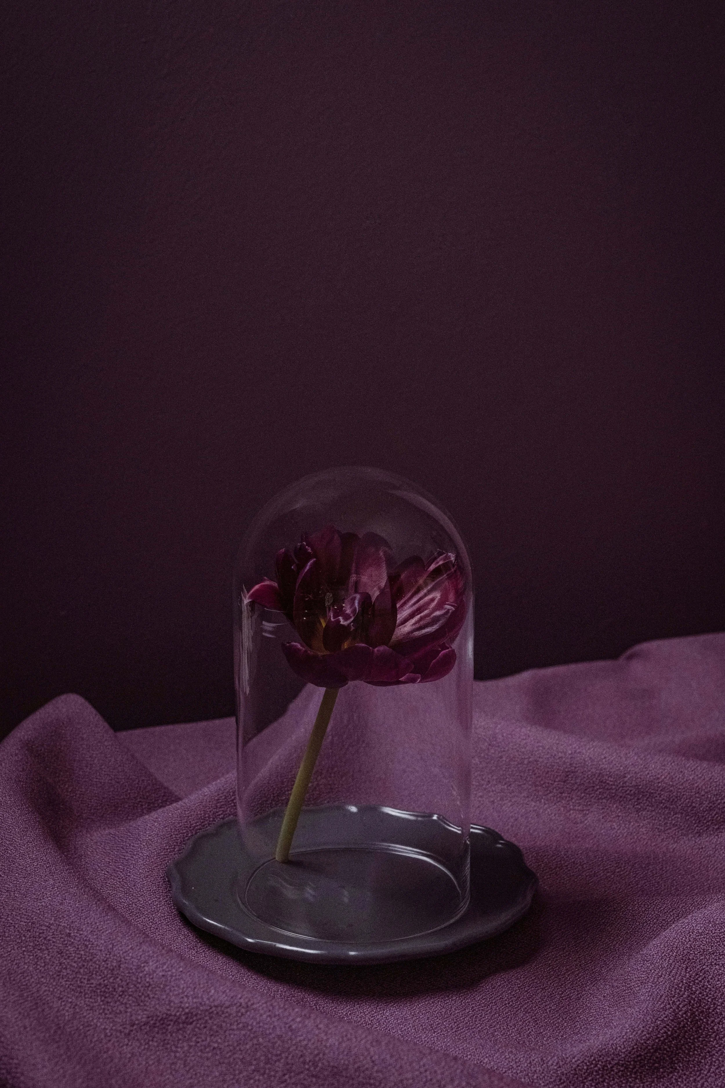 A dark purple tulip inside a glass dome, placed on a gray ceramic plate, on purple fabric.