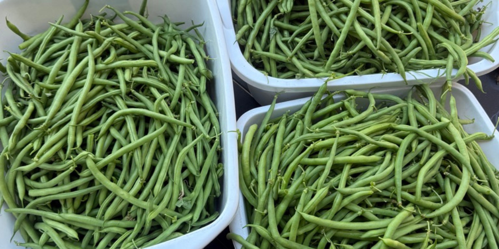 When Life Hands You Green Beans