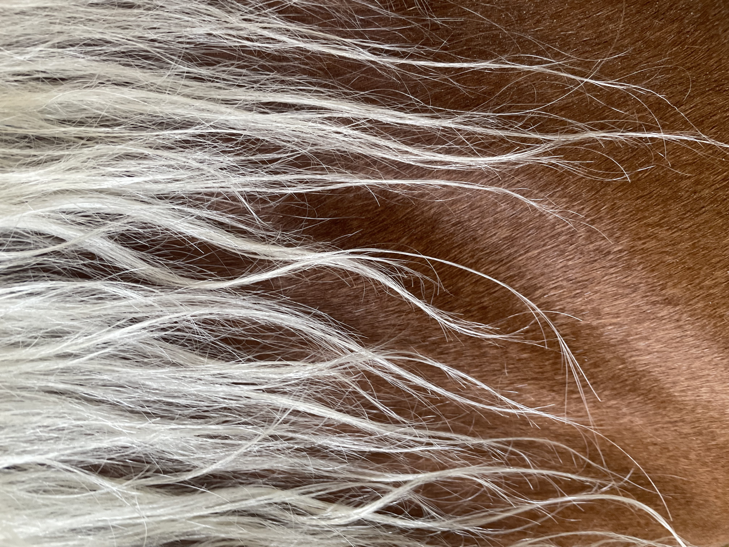 Close-up of a horse's mane, showing white and brown hairs.