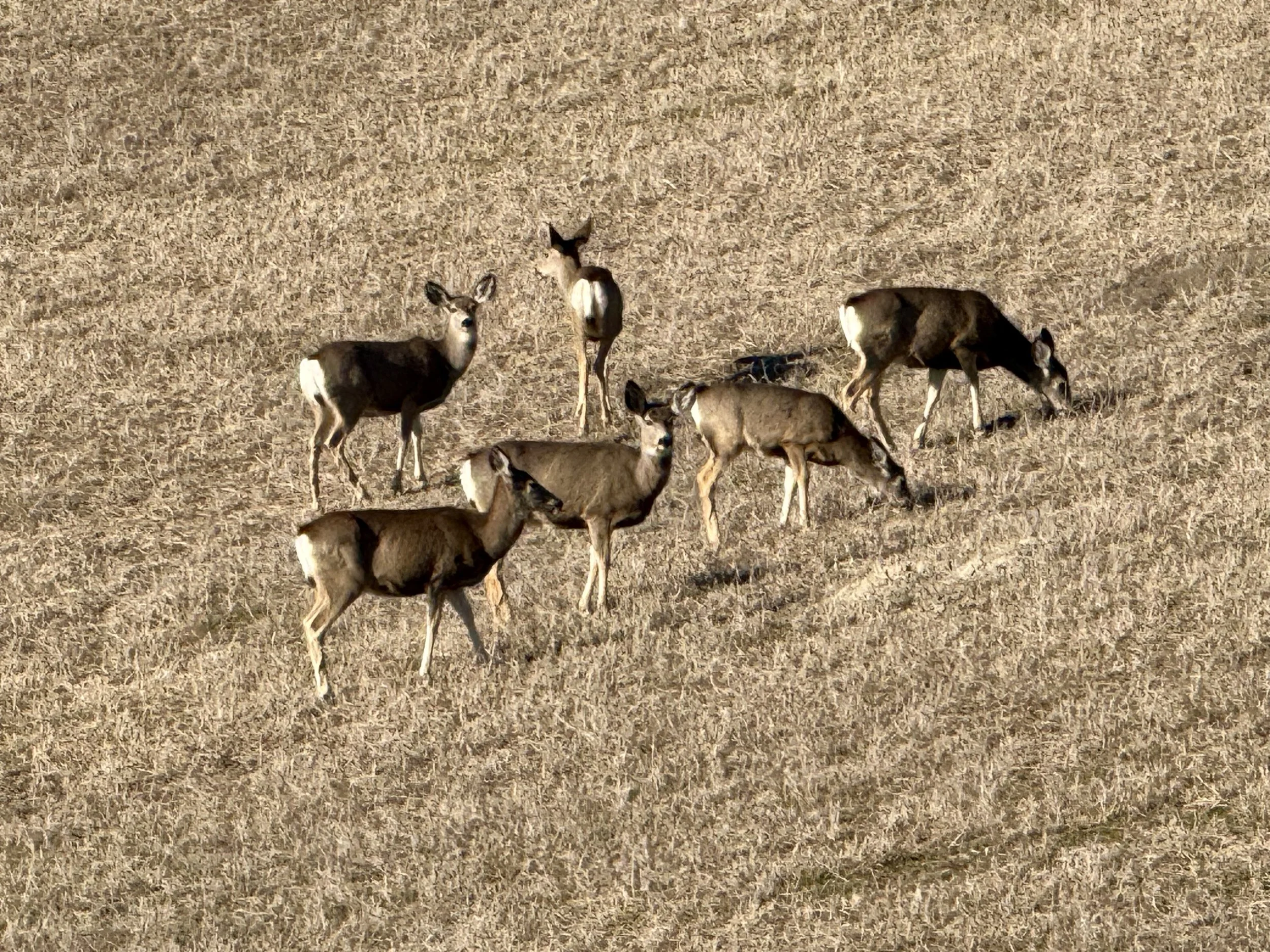 Deer in Surrounding Foothills