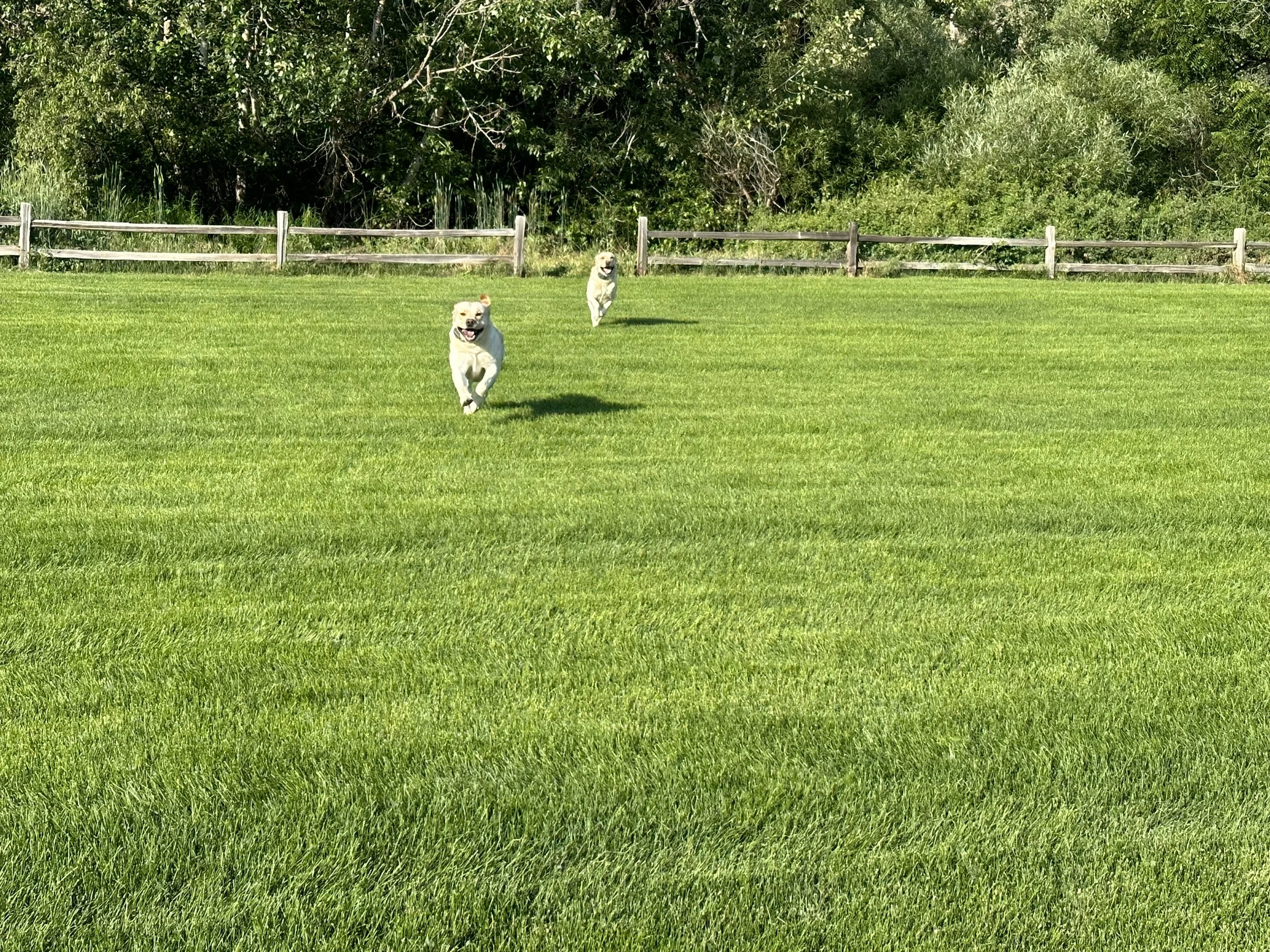 Parks & Dog Play Spaces