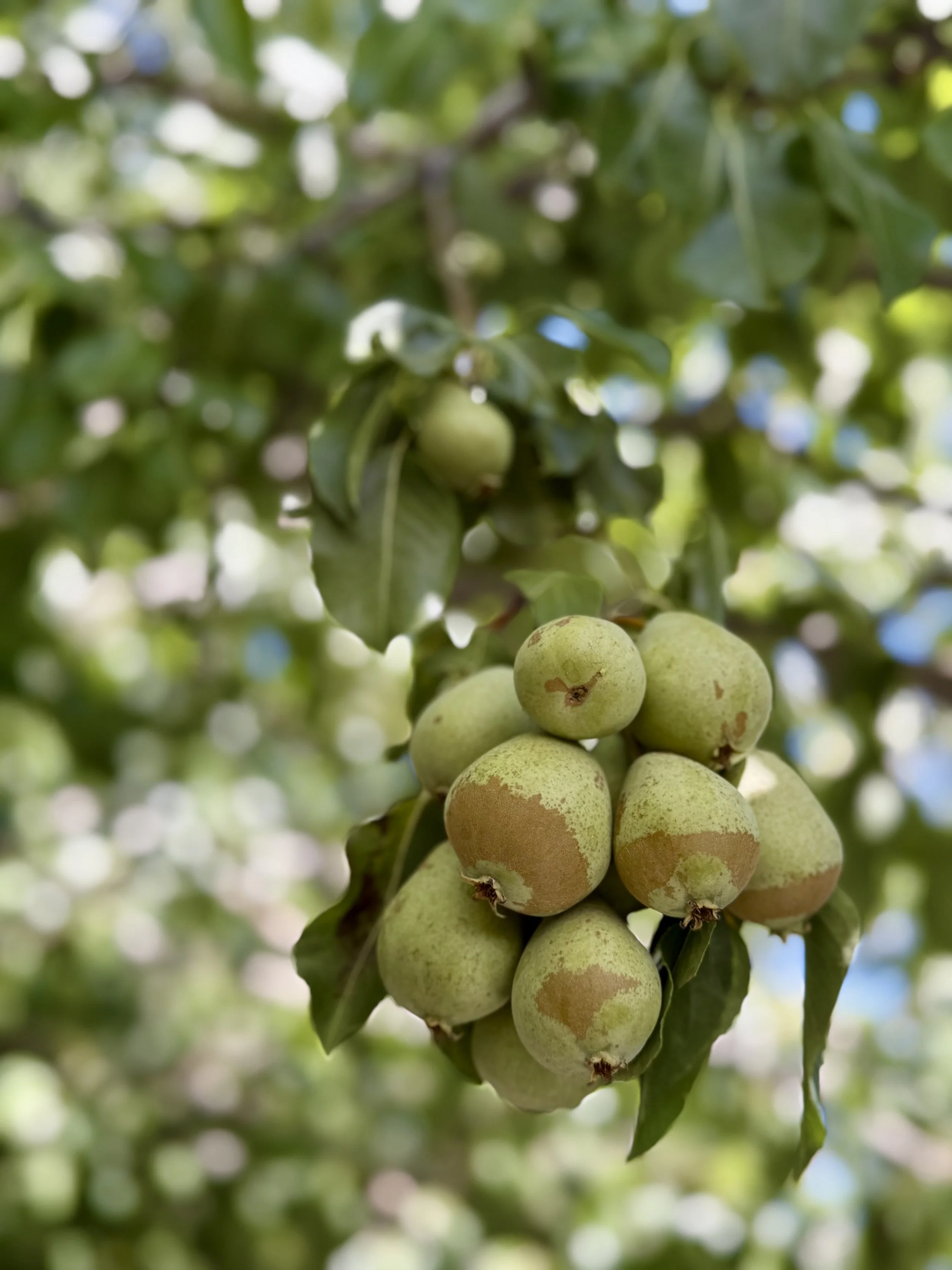 Backyard - Established Apple, Pear & Cherry Trees