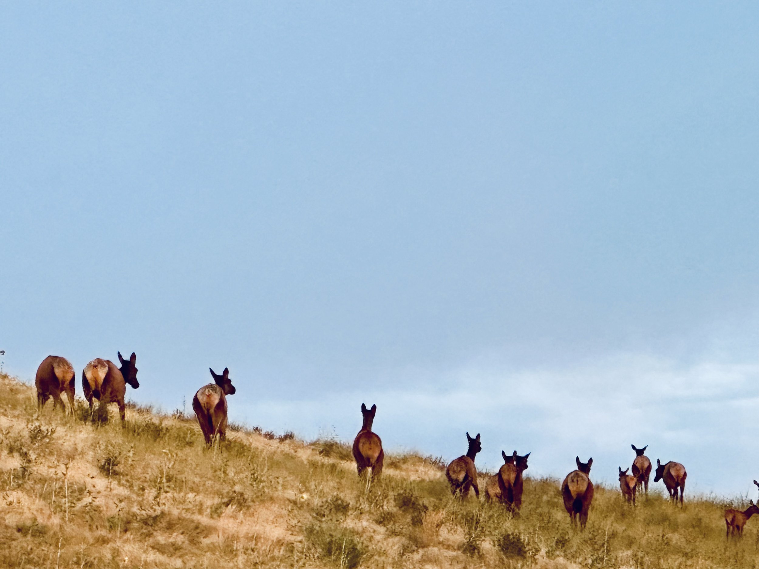 Elk in Surrounding Foothills
