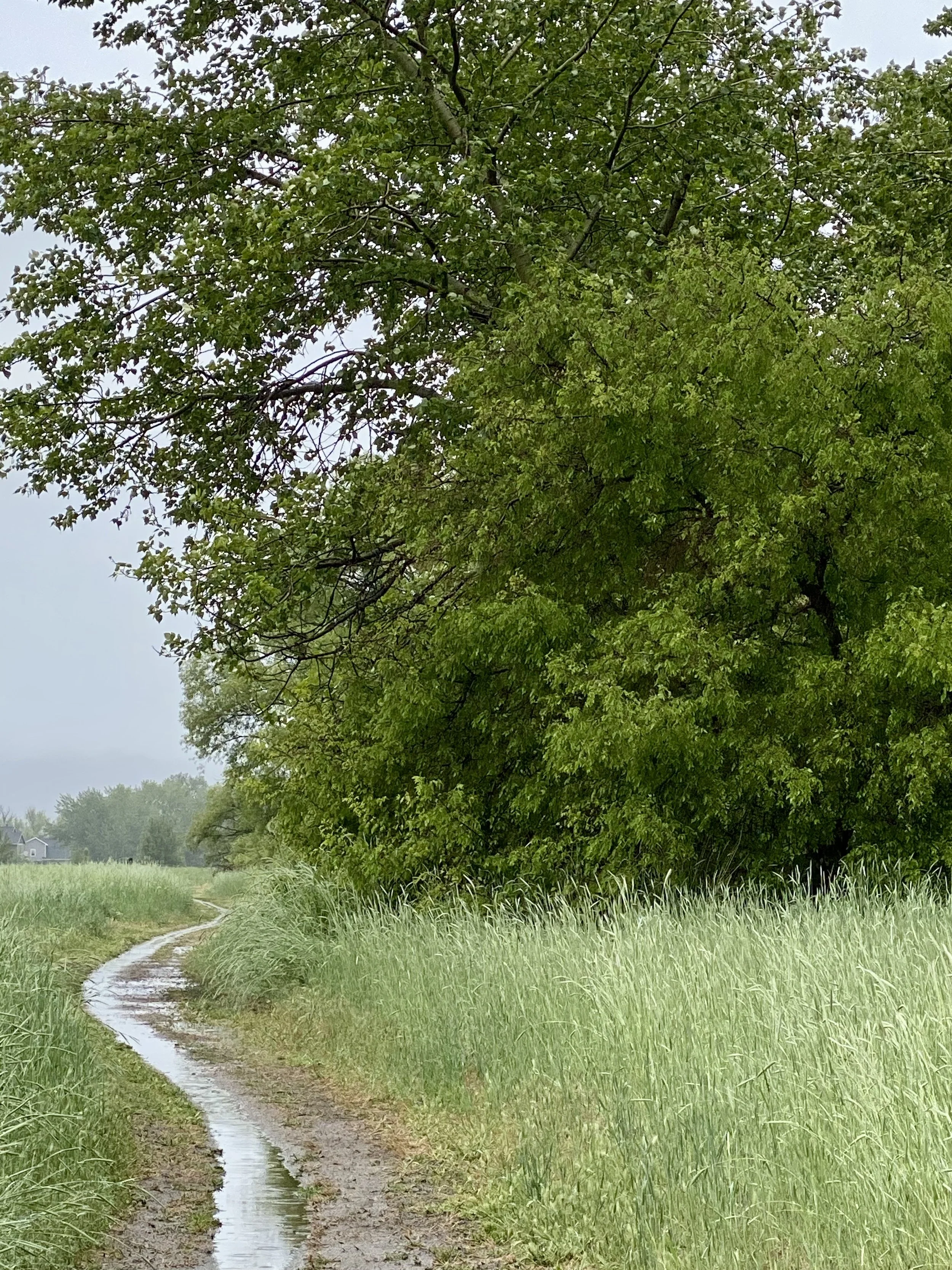 Community Trail System