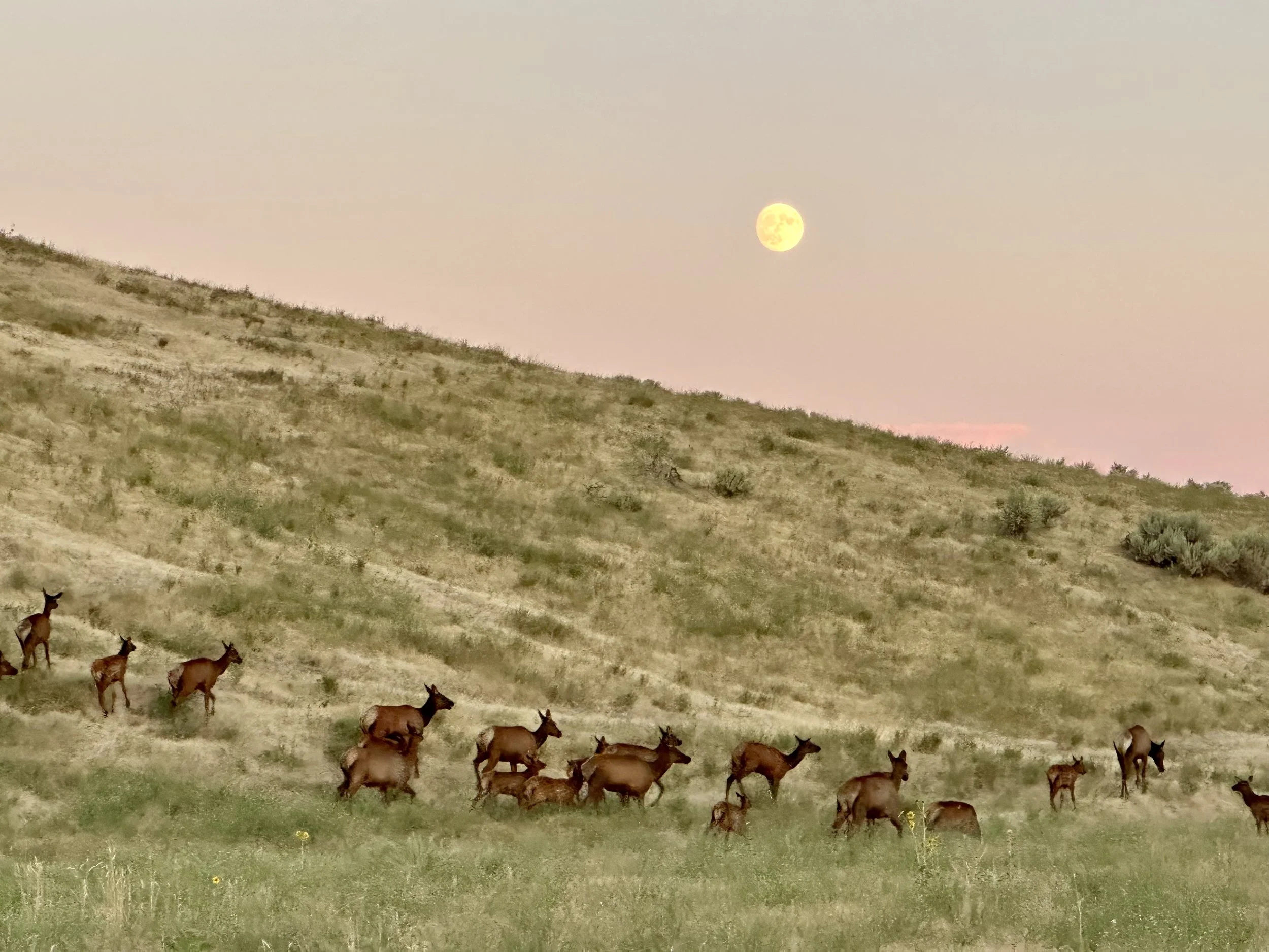 Elk in Surrounding Foothills