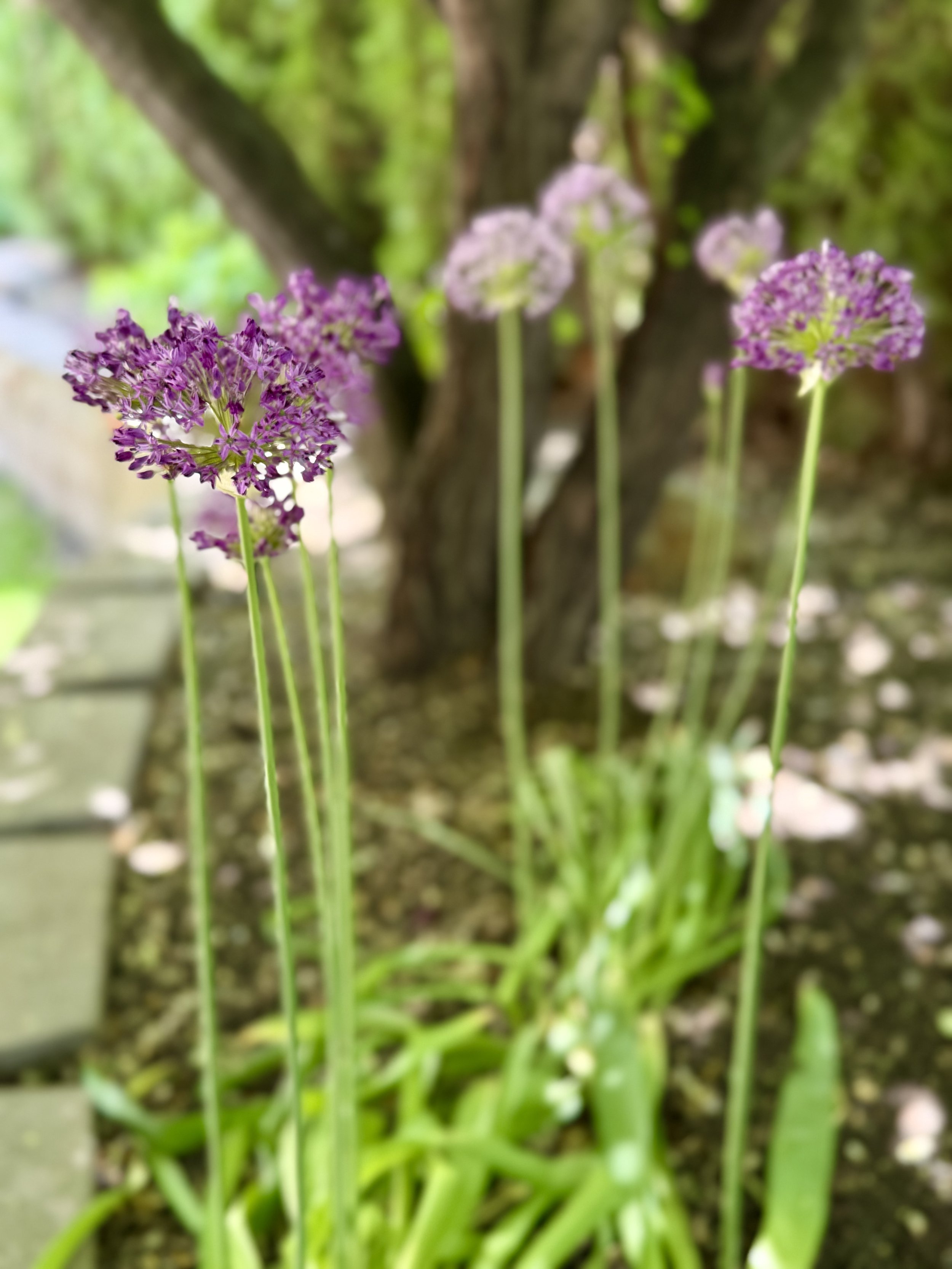 Backyard - Raised Tree and Flower Beds with Perennials That Return Bigger Every Year!