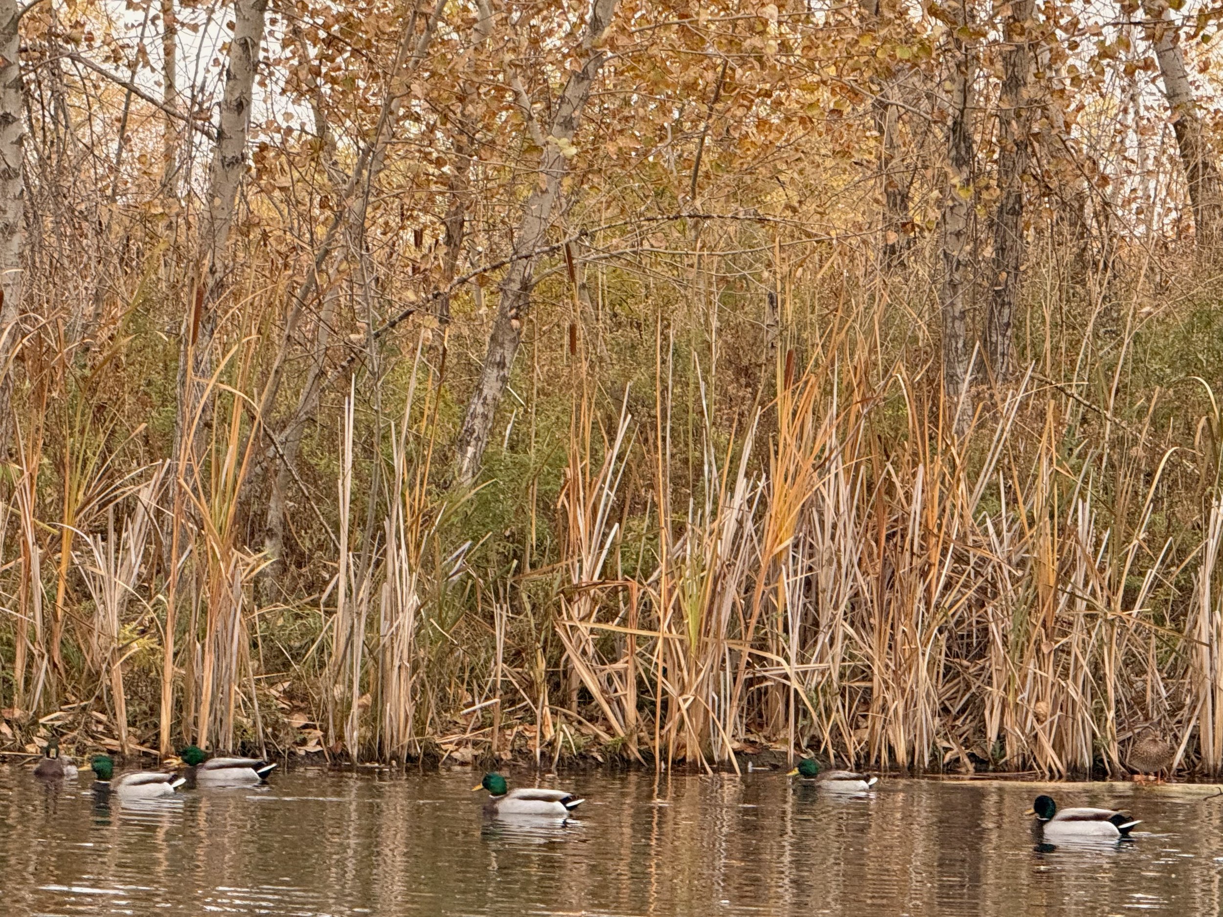 Wild Ducks in Open Spaces