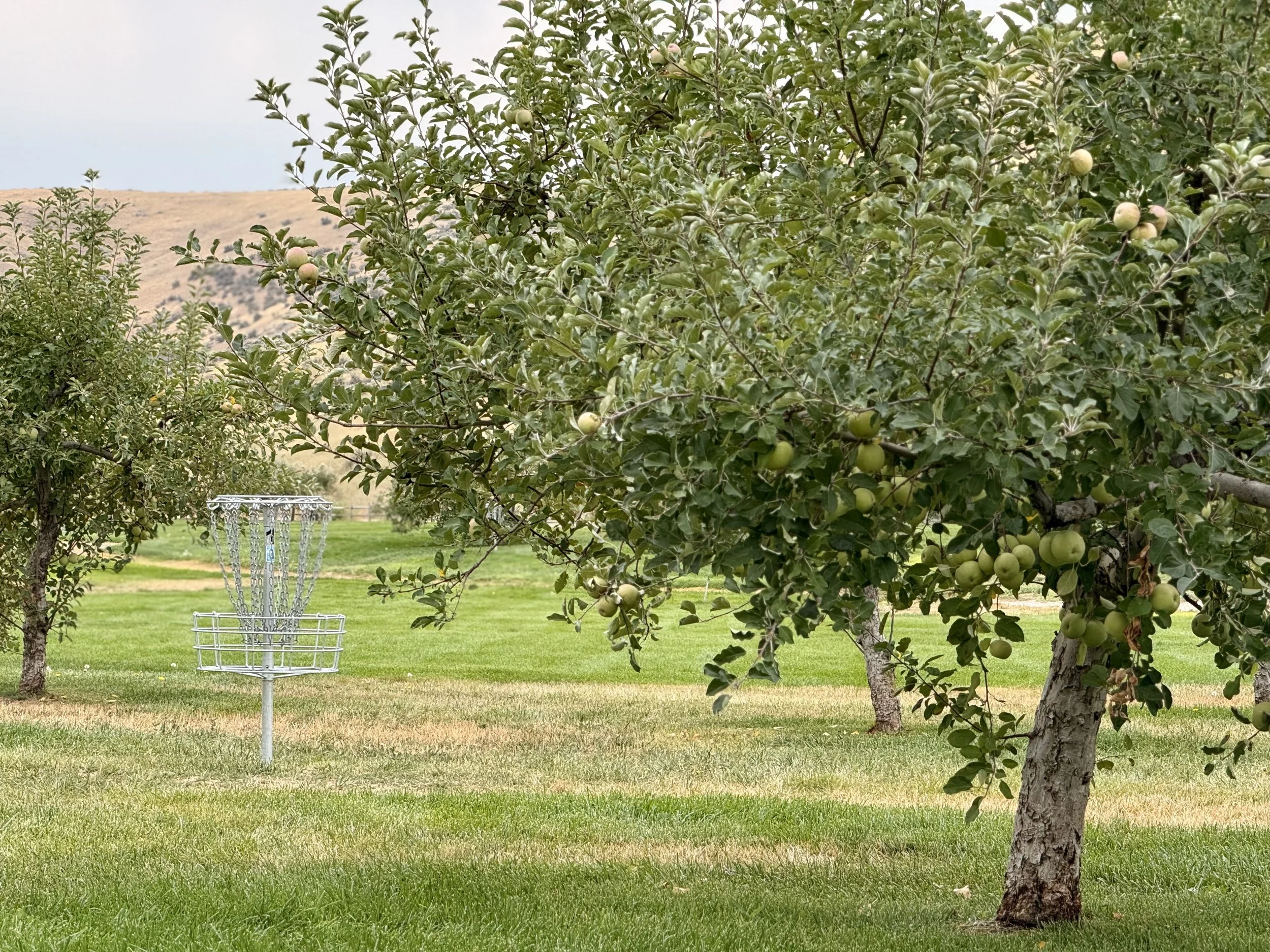 Disc Golf & Apple Orchard