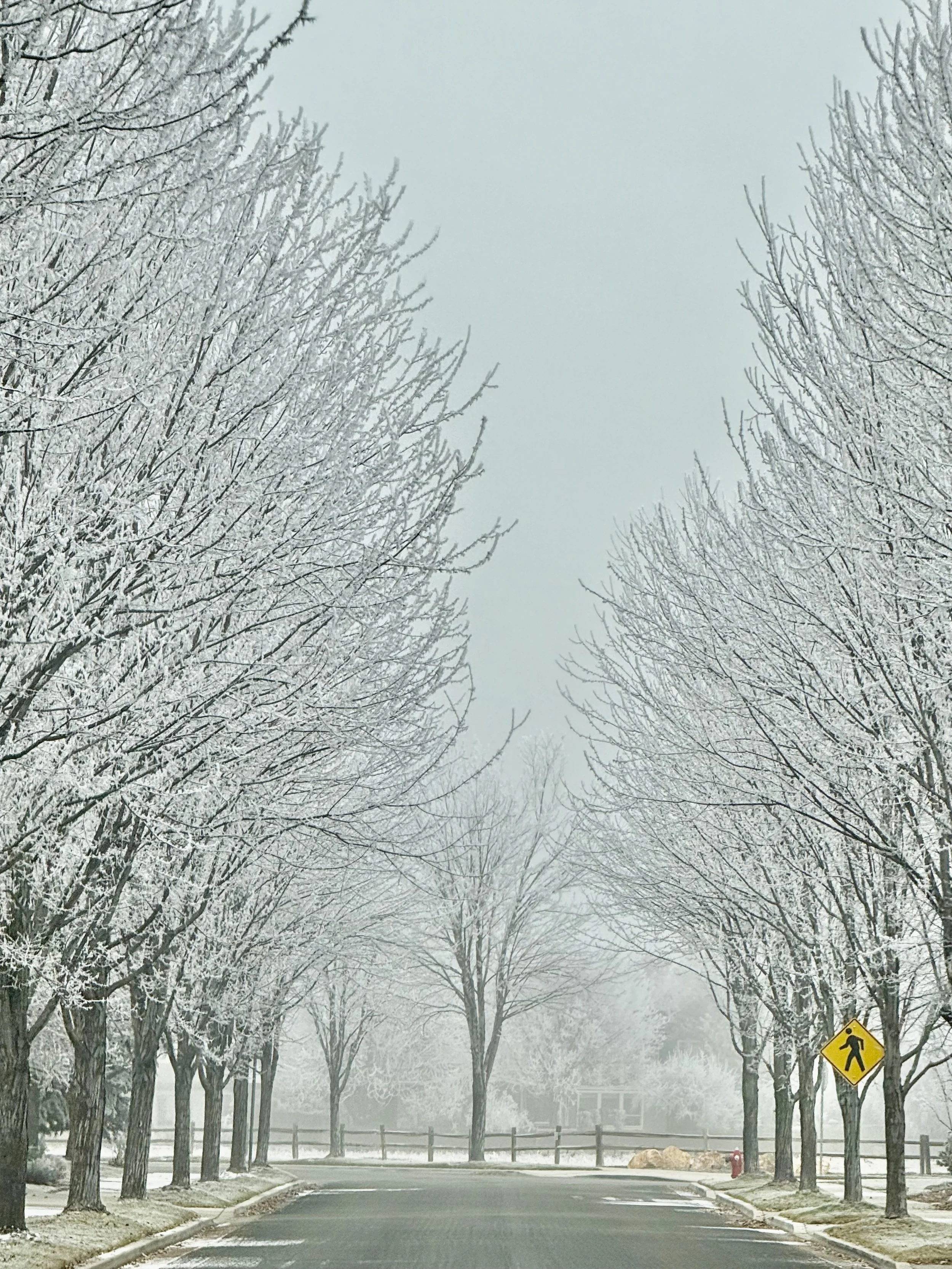 Tree Lined Streets