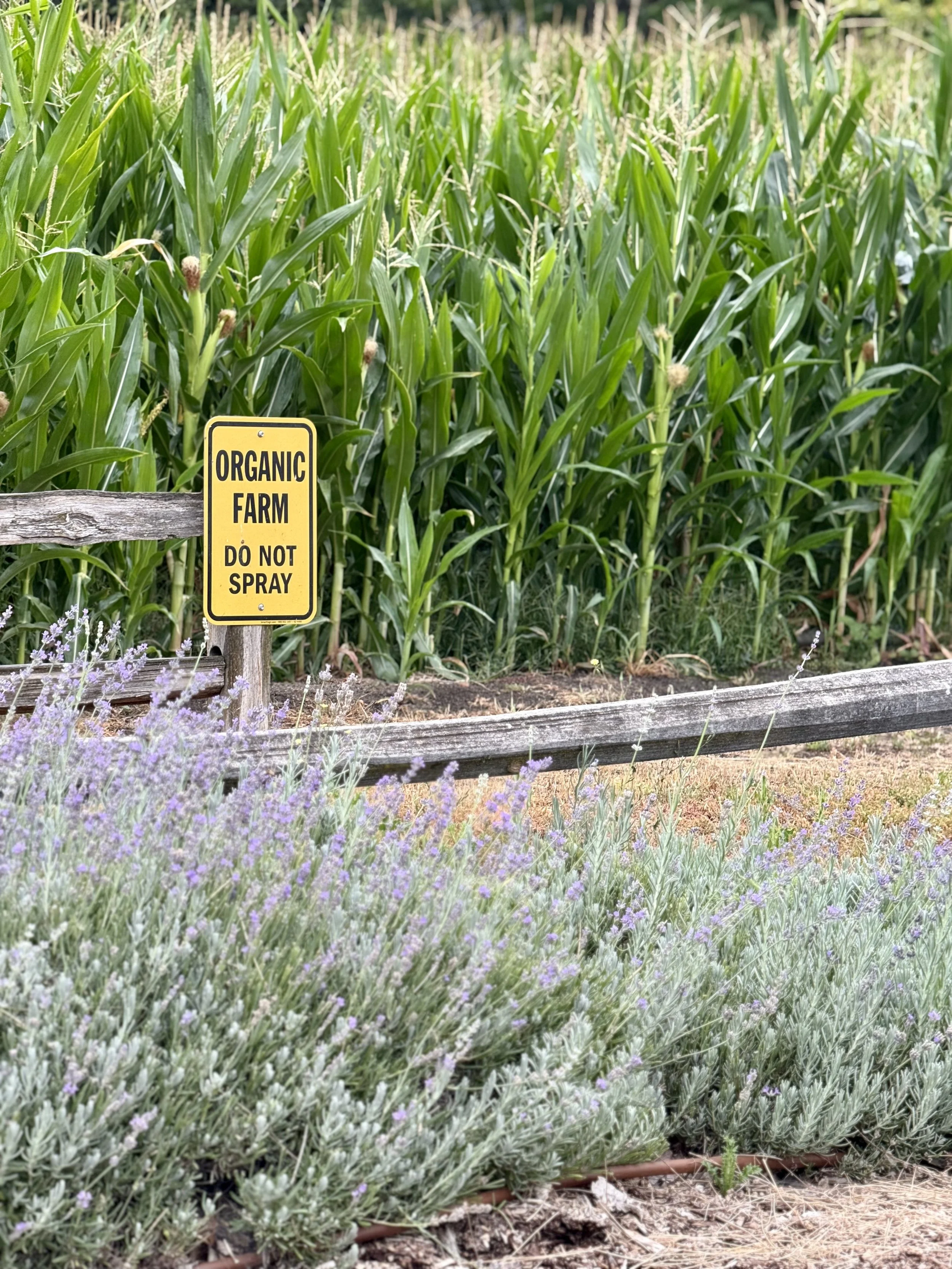 Community Organic Garden & Farm