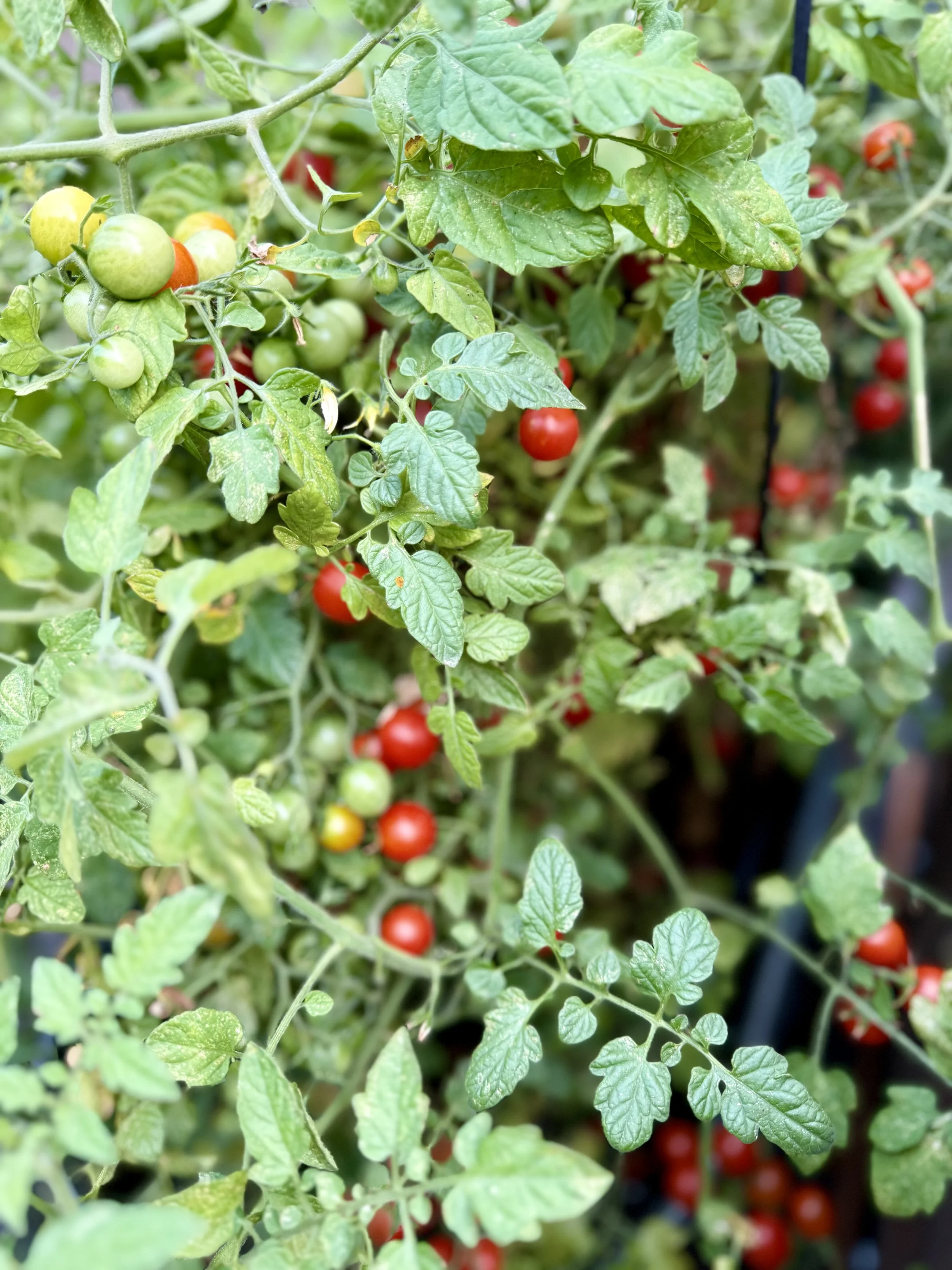 Garden Positioned for Perfect Sun to Support Tomatoes and Other Selections