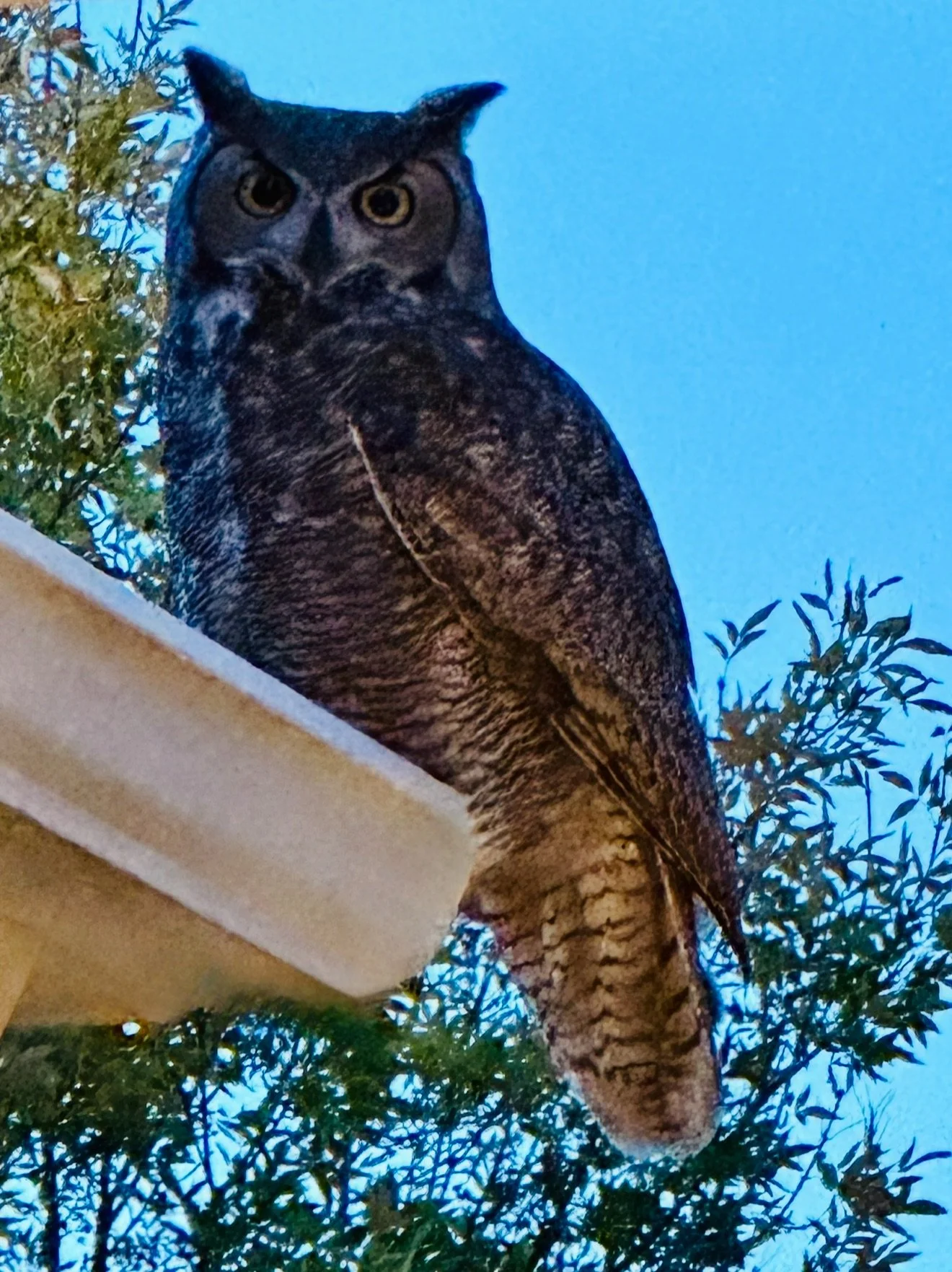 C-Wildlife_Owl-BY.jpeg