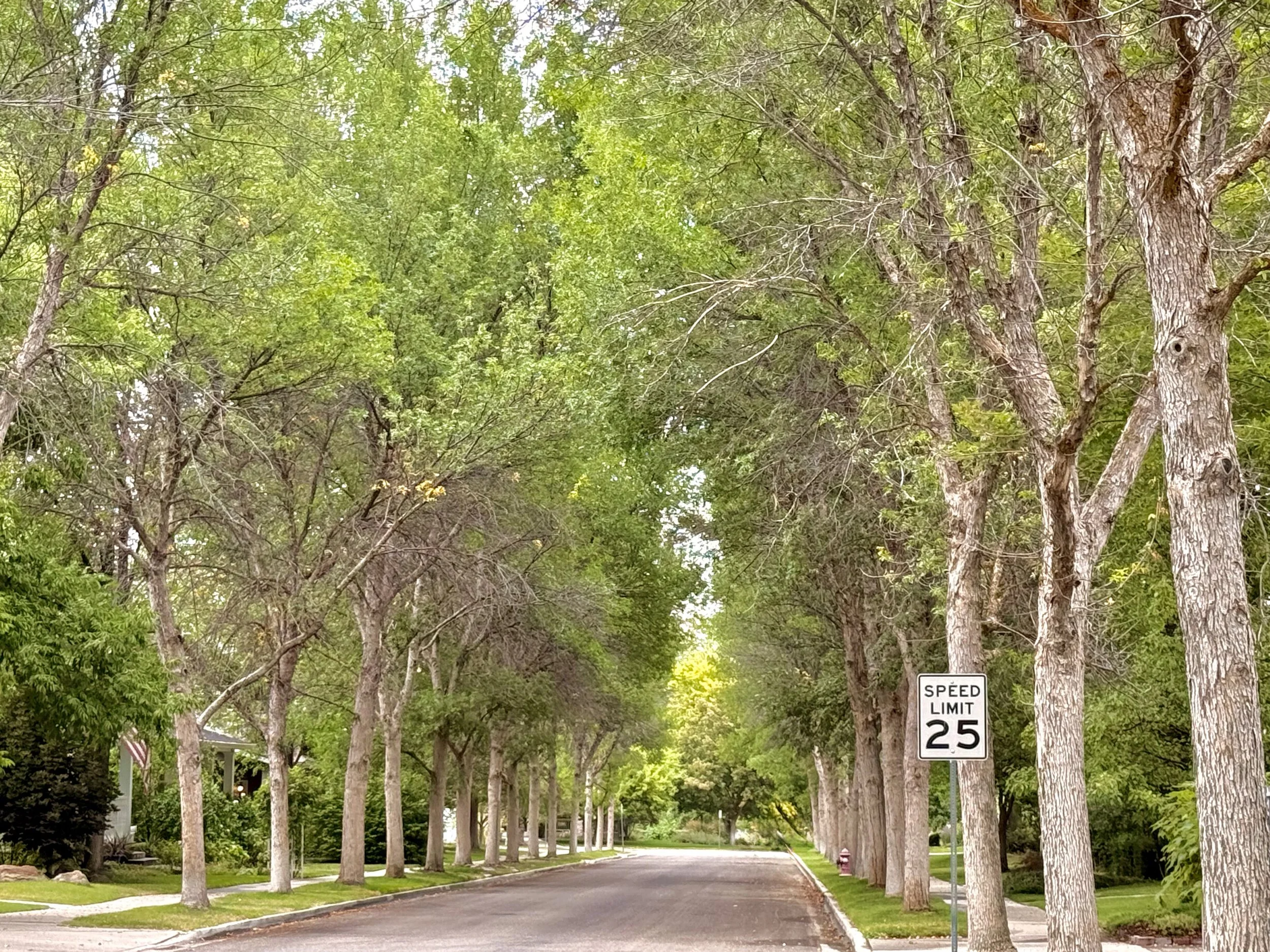 Tree Lined Streets