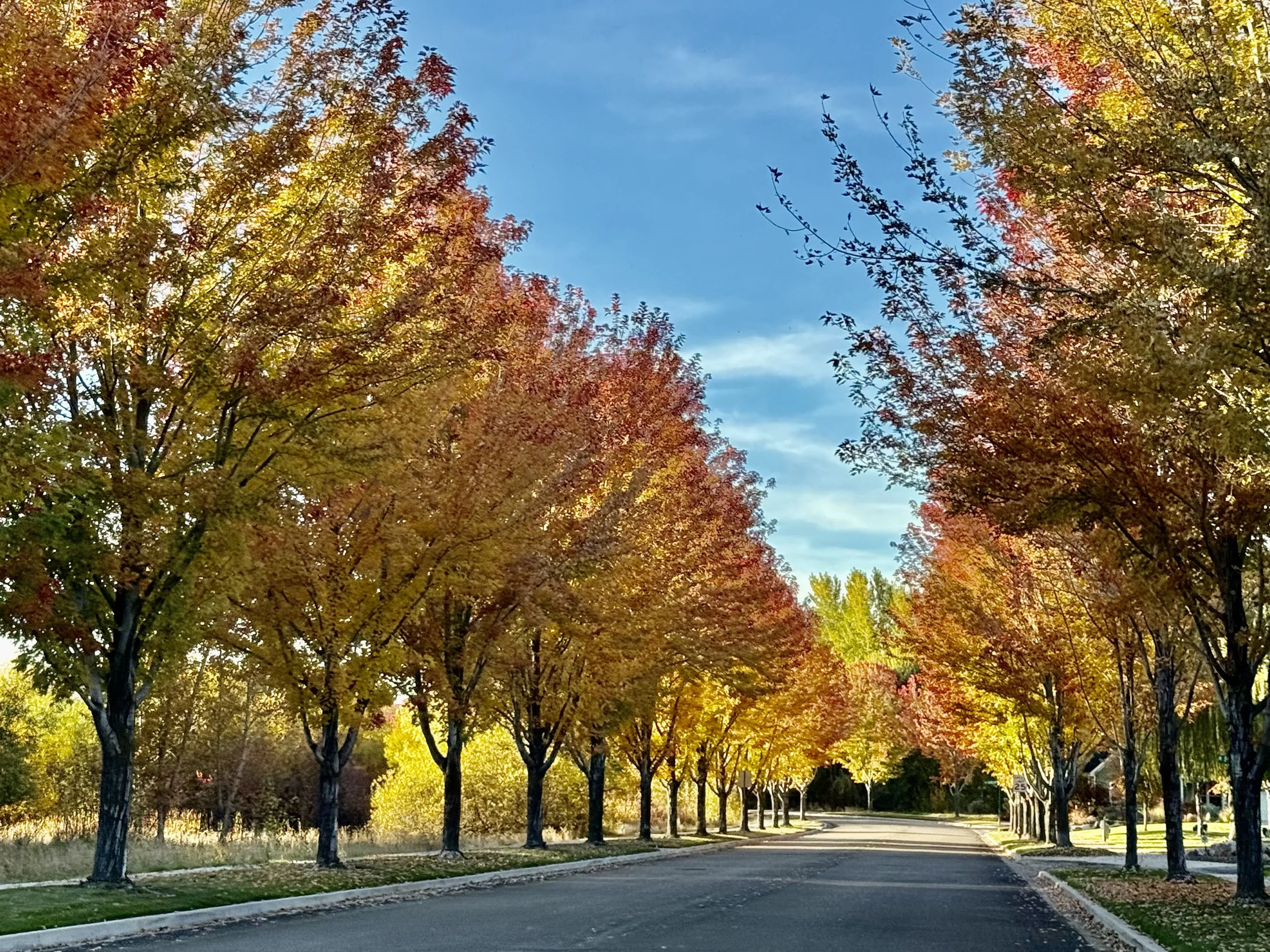 Tree Lined Streets