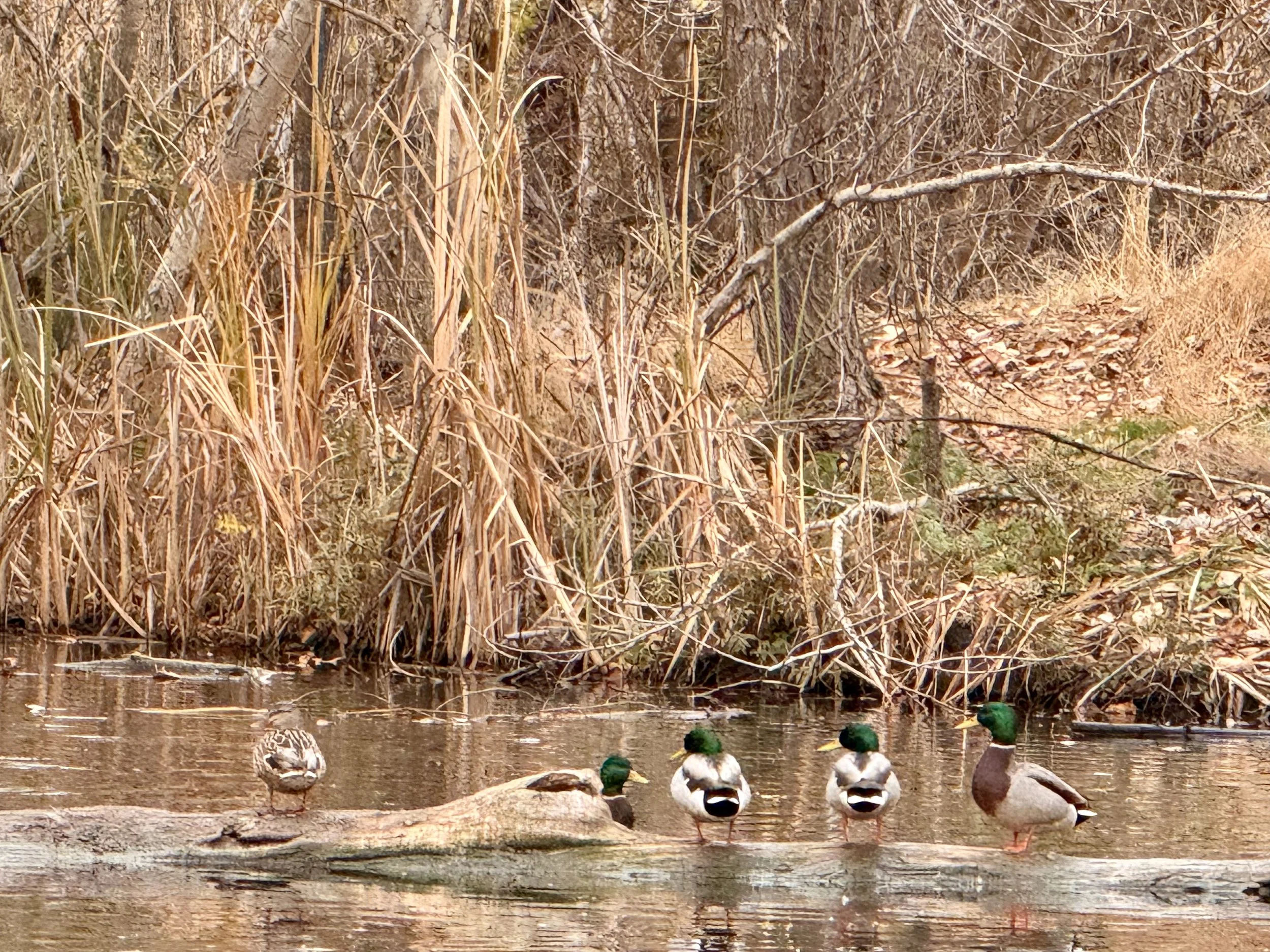 Wild Ducks in Open Spaces
