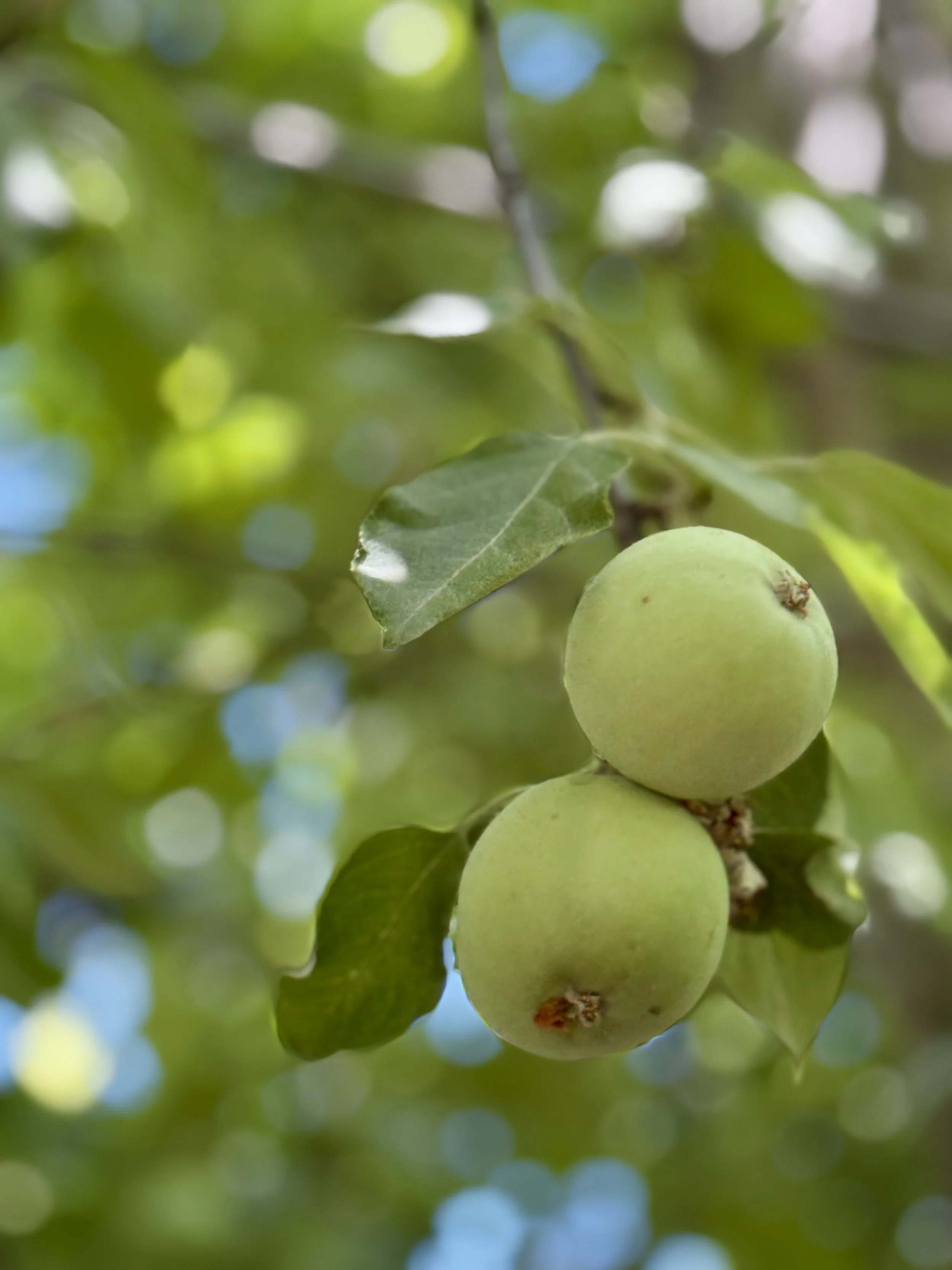 Backyard - Established Apple, Pear & Cherry Trees