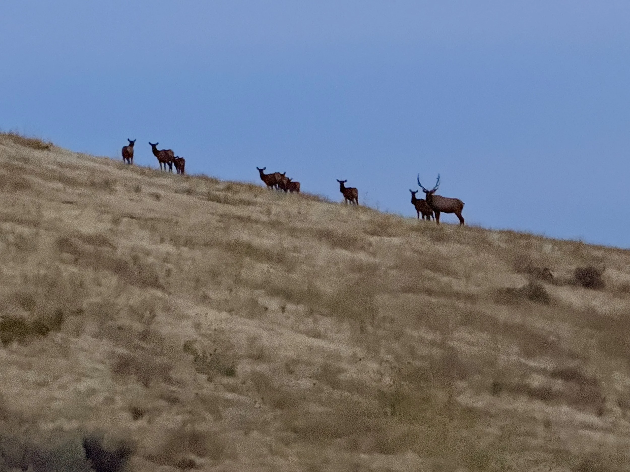 Elk in Surrounding Foothills