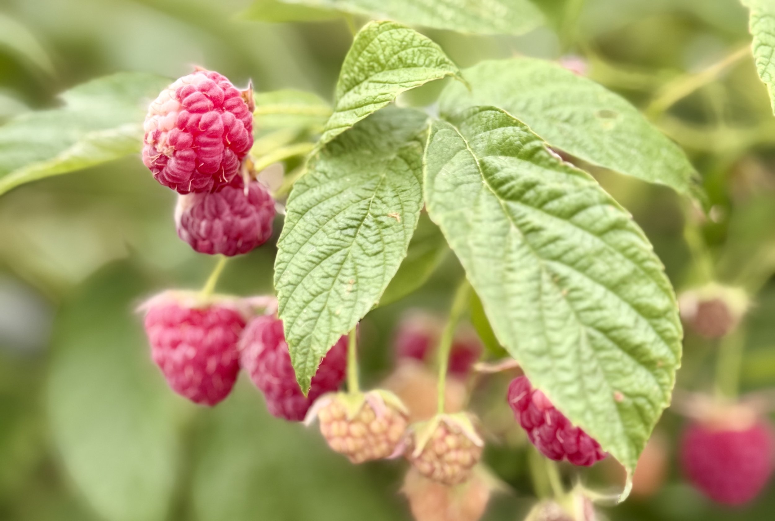 Community Organic Garden & Farm