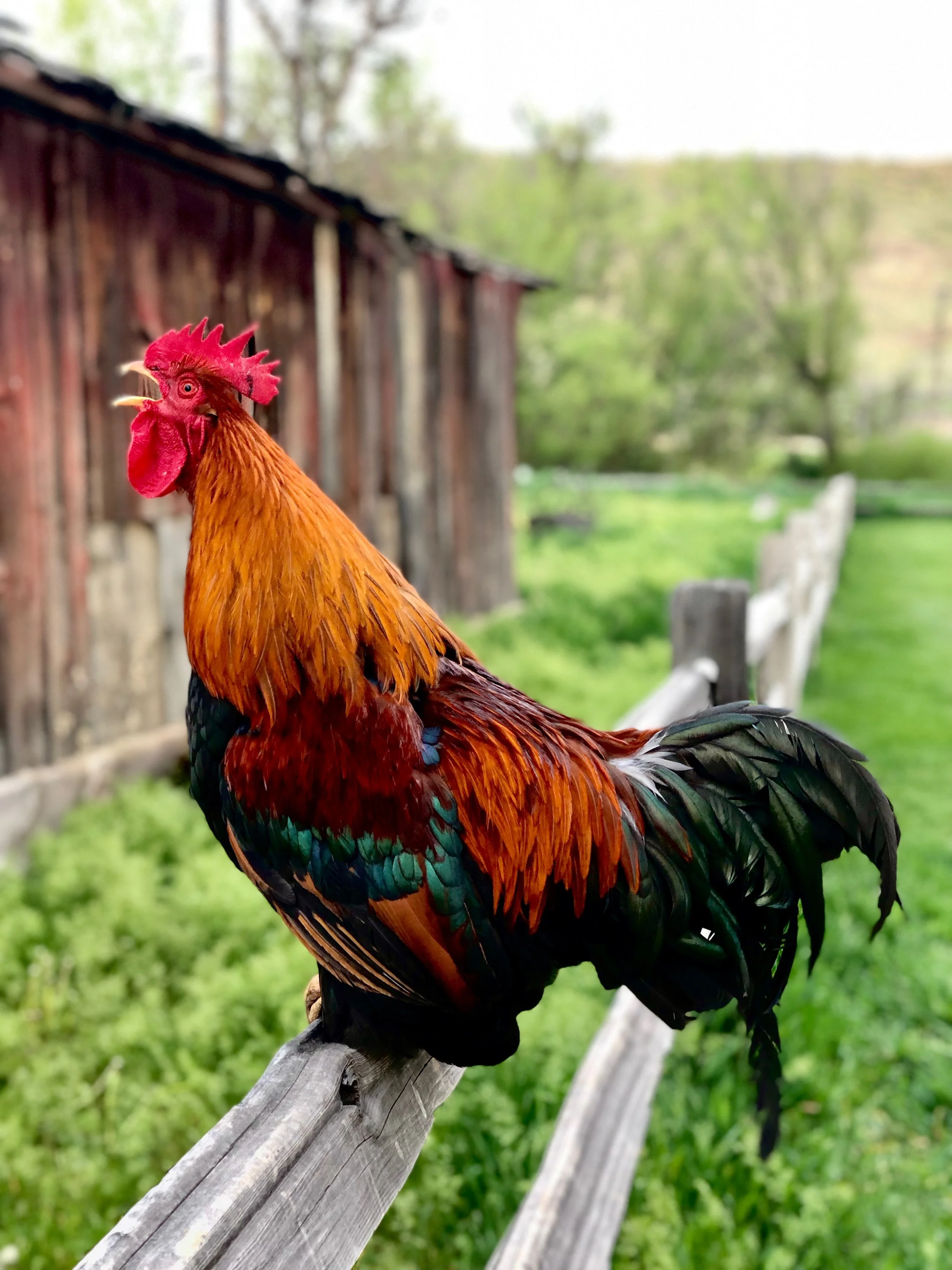 C-Wildlife_Rooster.jpeg