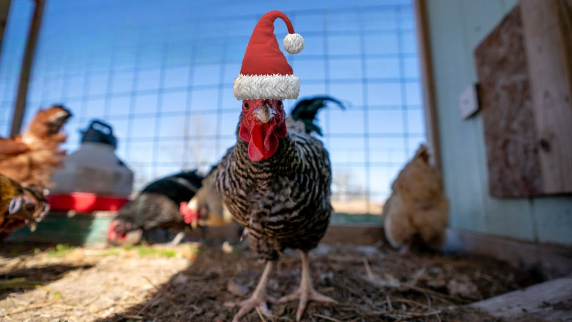 Poultry Farms in Uganda