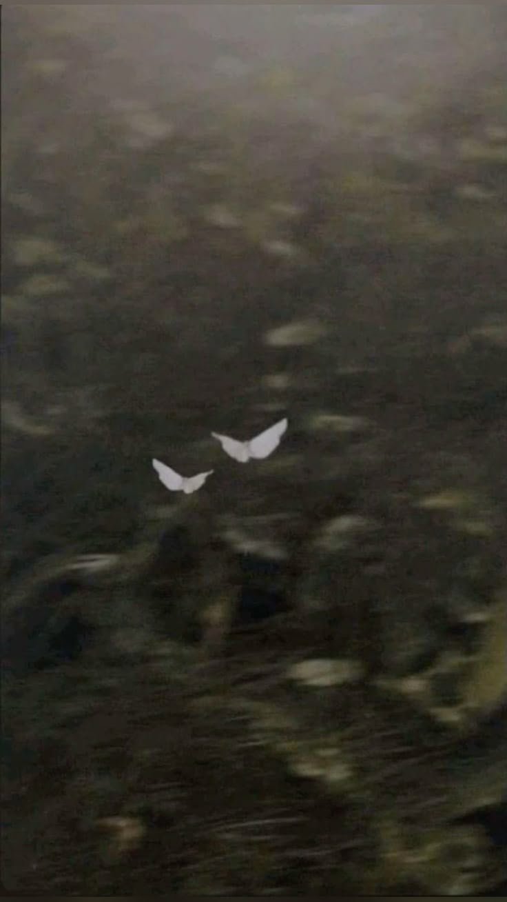 Two white butterflies flying over a rocky, blurry terrain or ground.