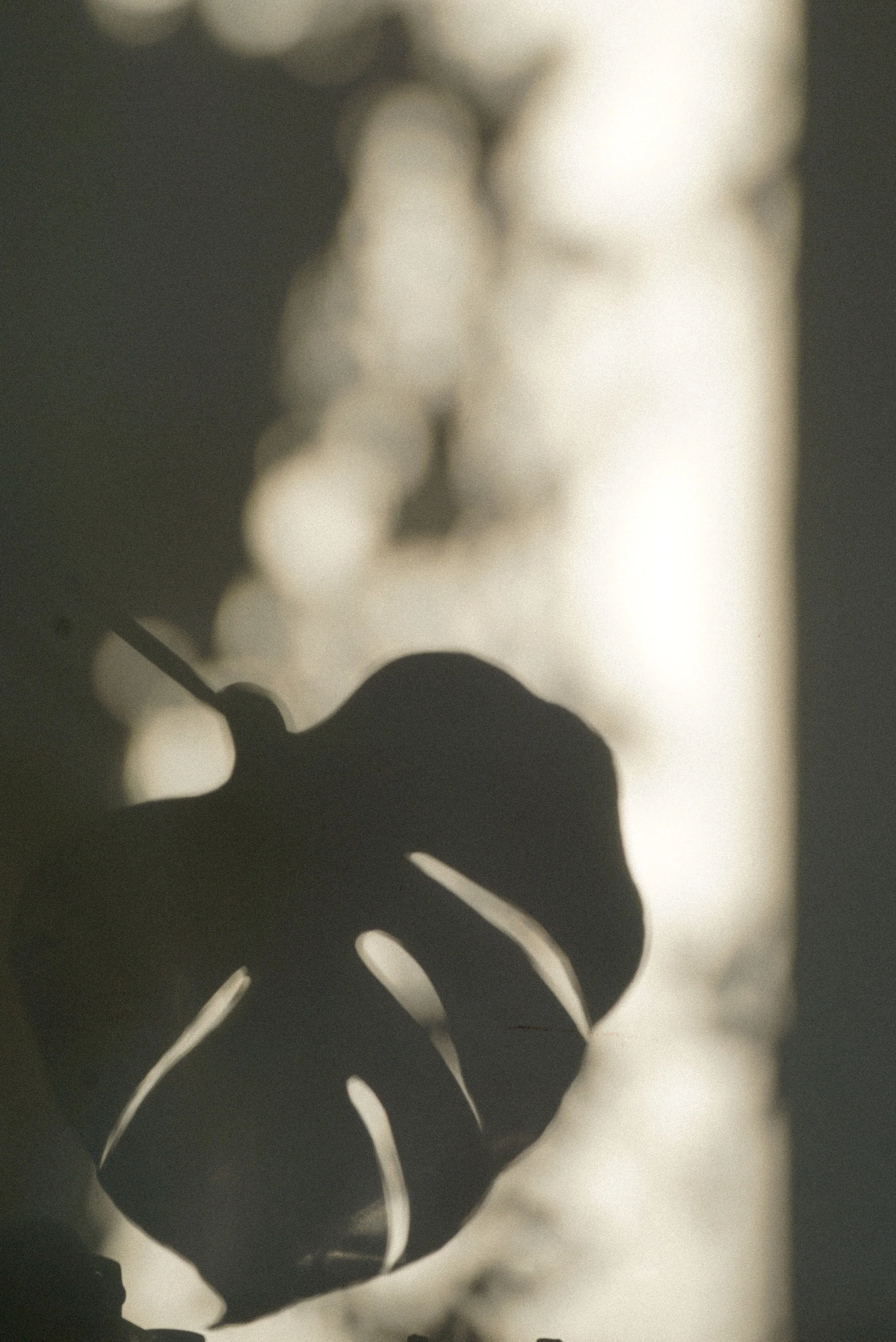 Close-up silhouette of a leaf with a blurred background of cloudy sky.