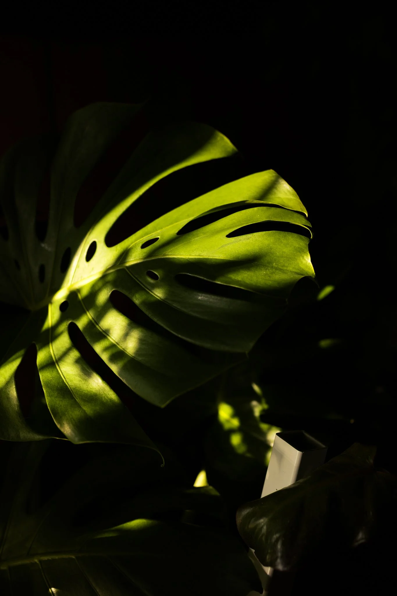 Close-up of a monstera leaf partially illuminated by sunlight, with contrasting dark background.