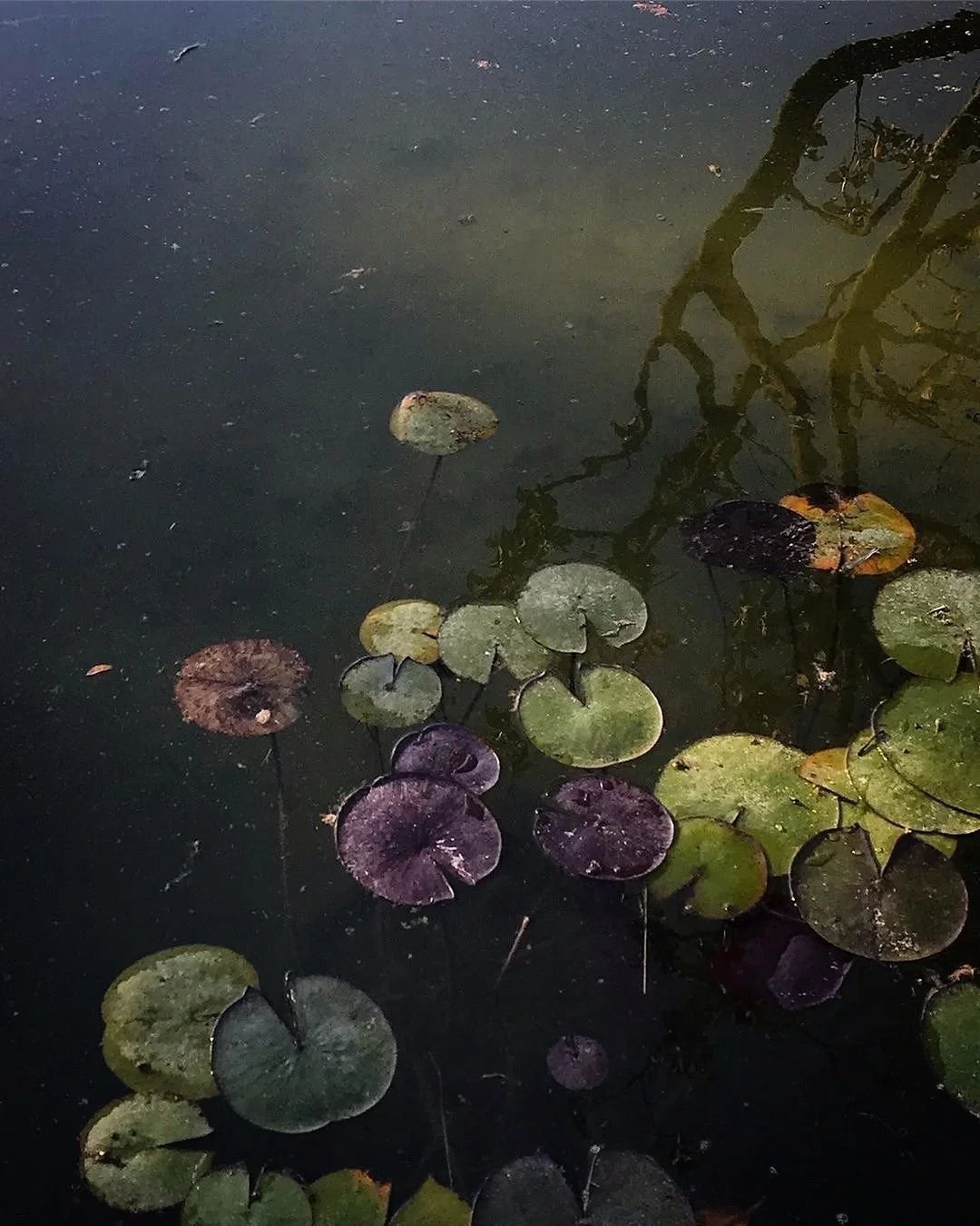 A dark pond with floating lily pads, some purple and some green, and their reflections visible in the water along with the reflection of tree branches.