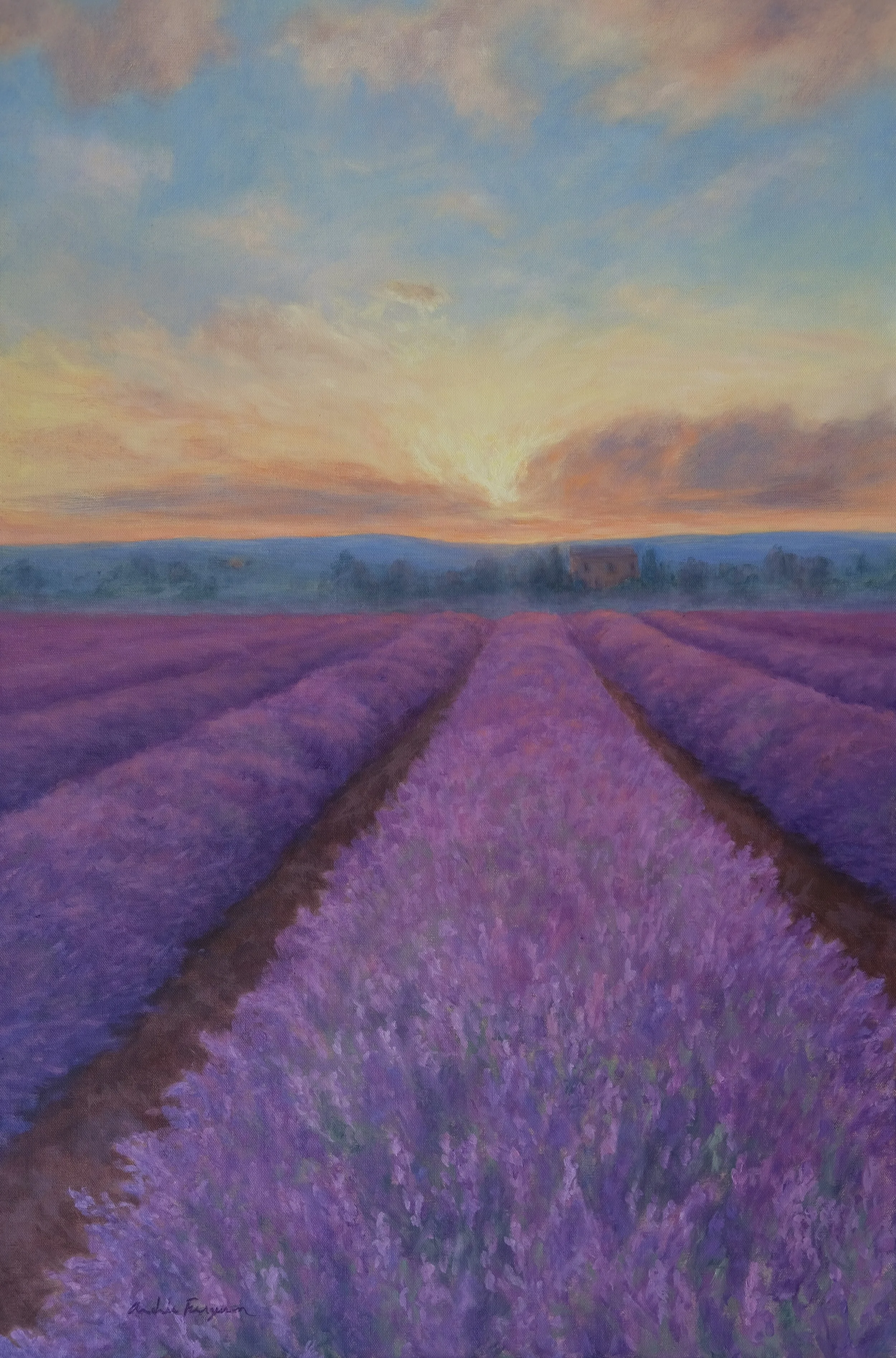 Lavender-field-misty-sunrise.JPG