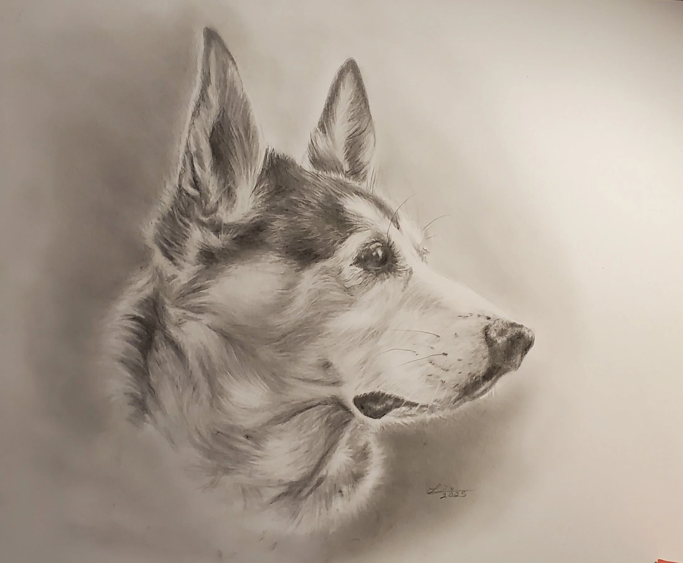 GRAPHITE DRAWING OF A HUSKY