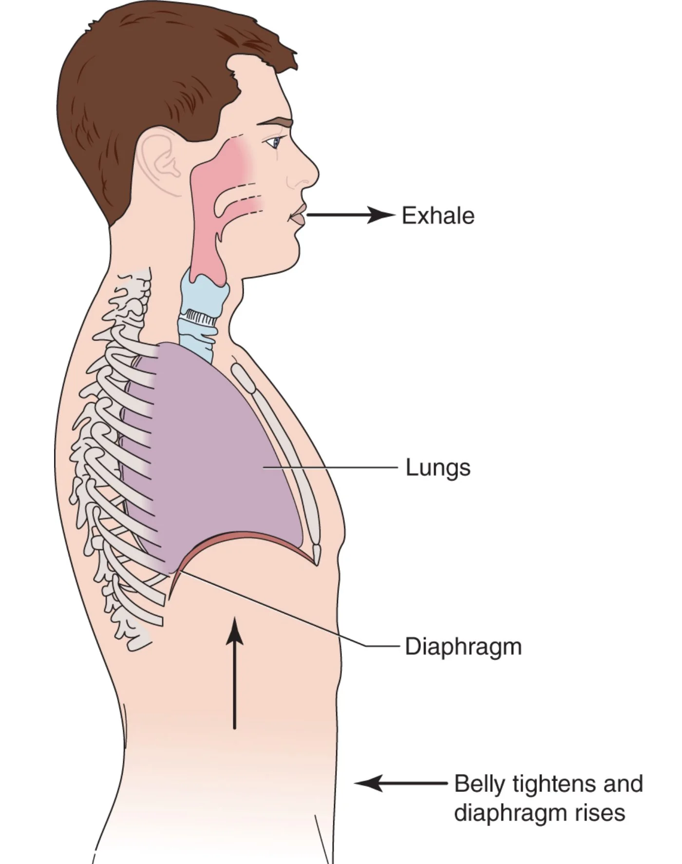 Proper Posture And Breathing