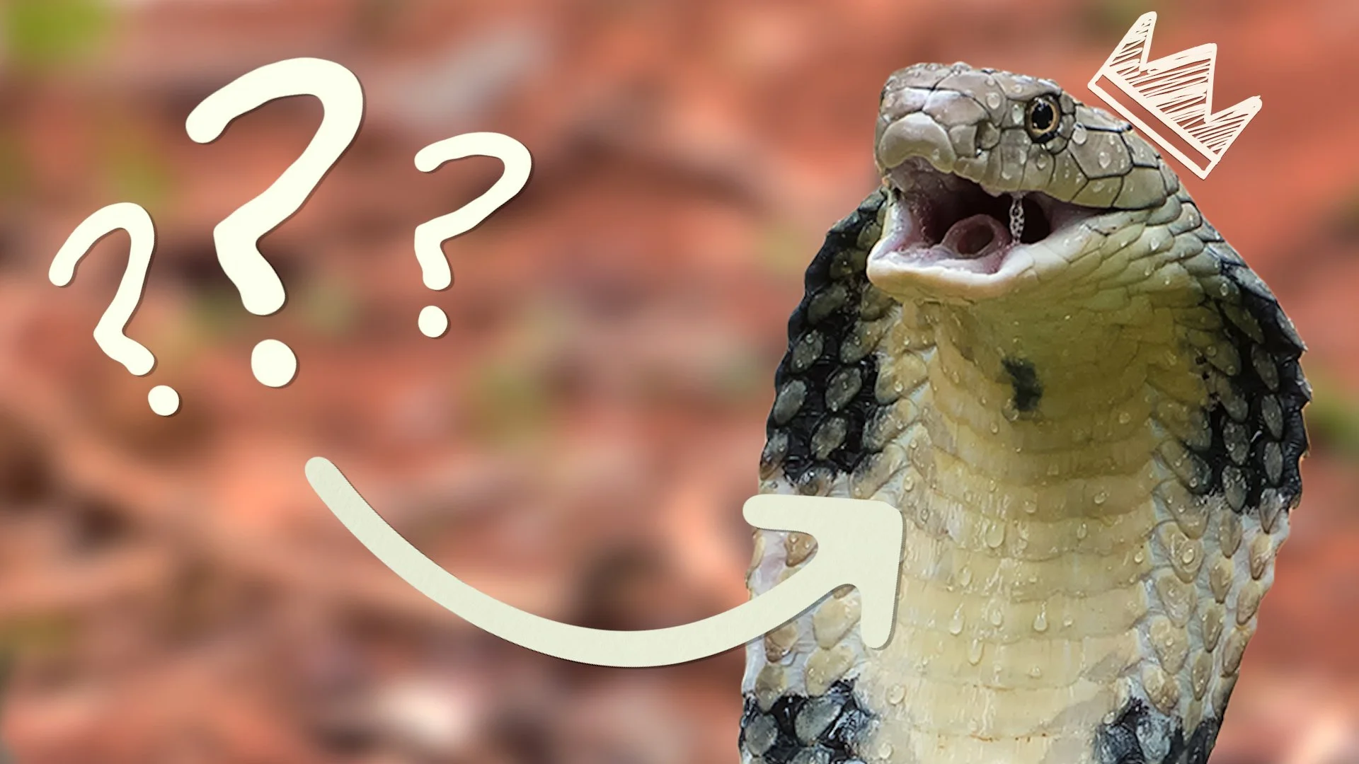 How Scientists Found a New Species of Cobra