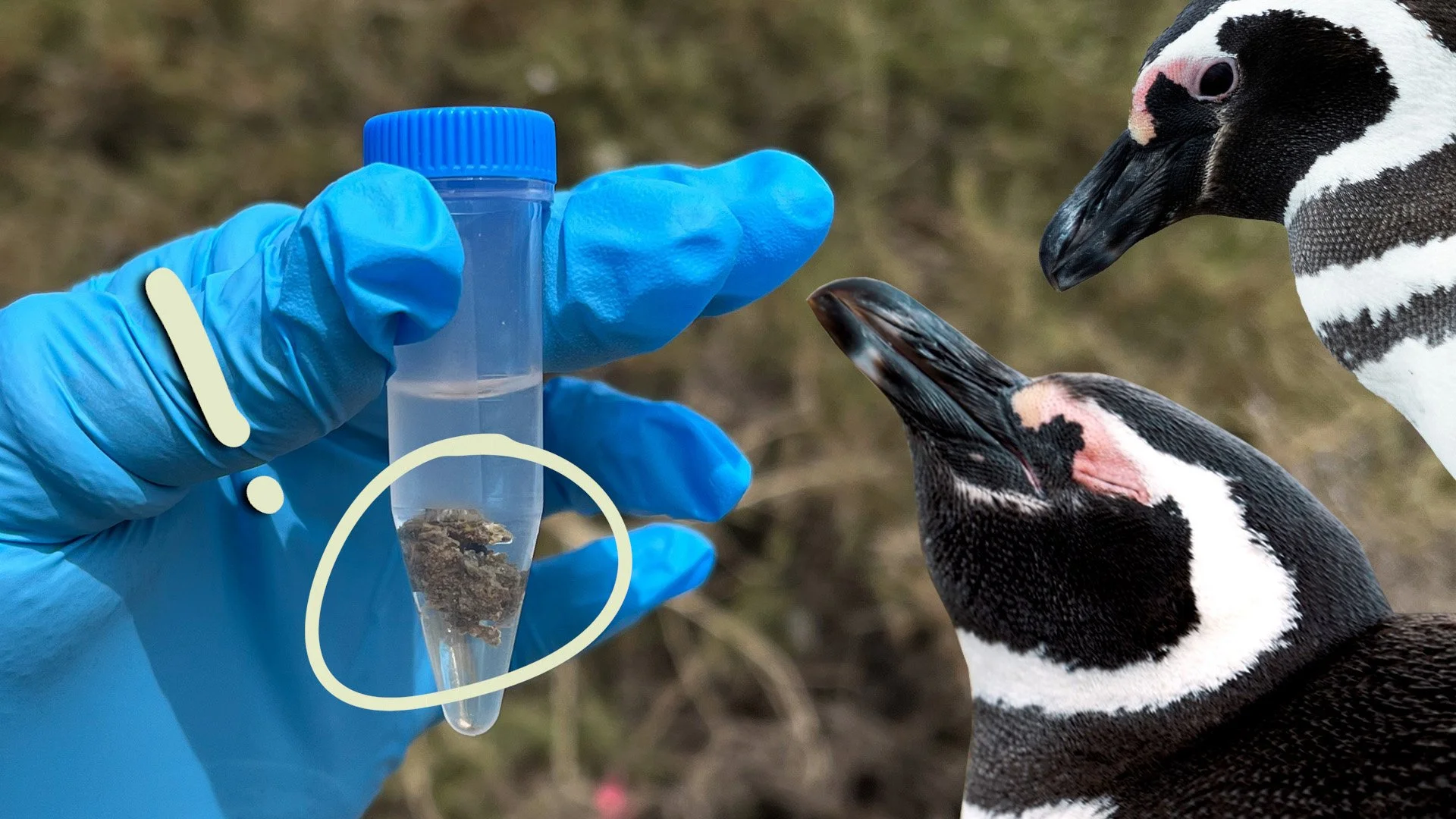 How Penguin Poop Can Help with Conservation