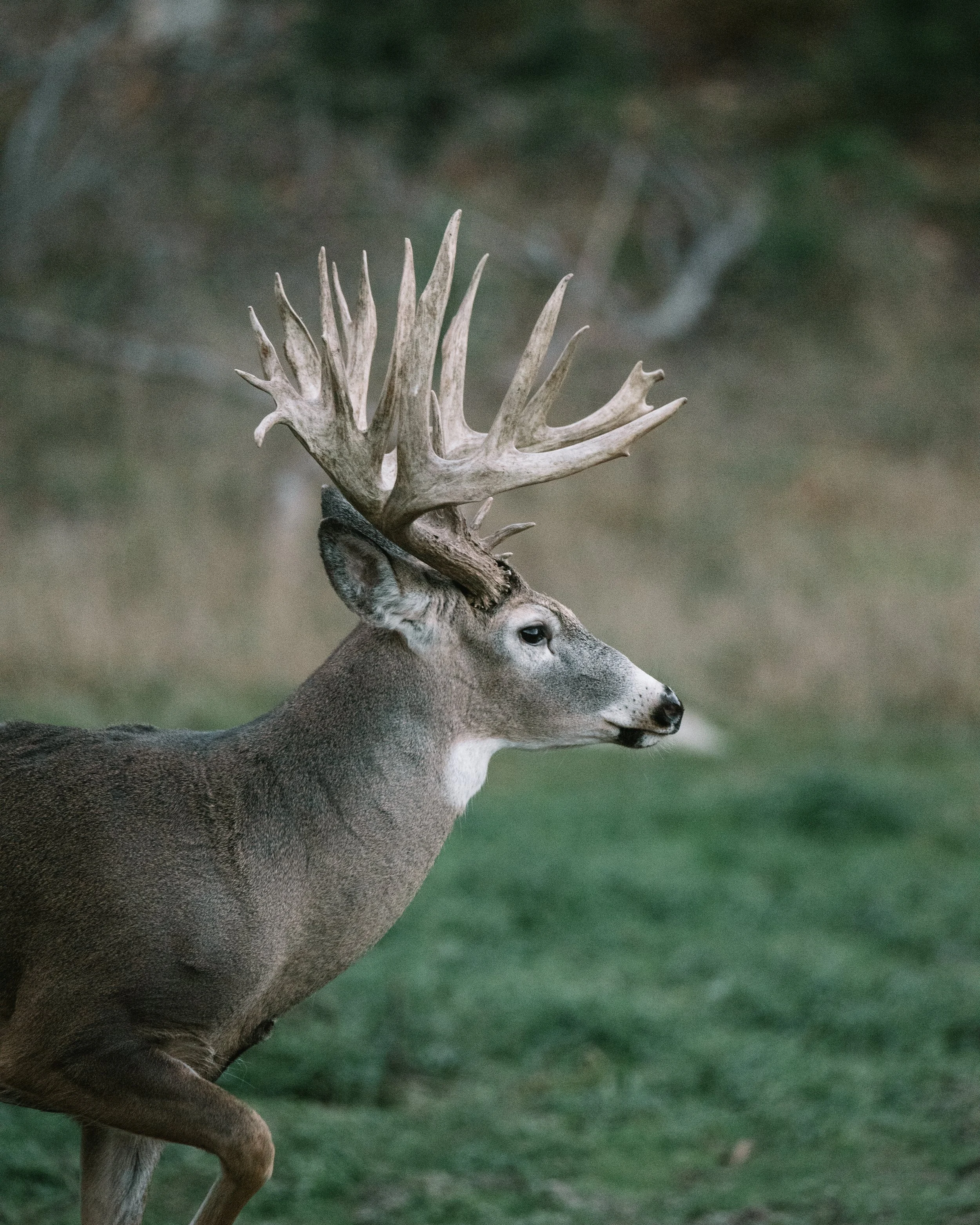 230-250" bruiser