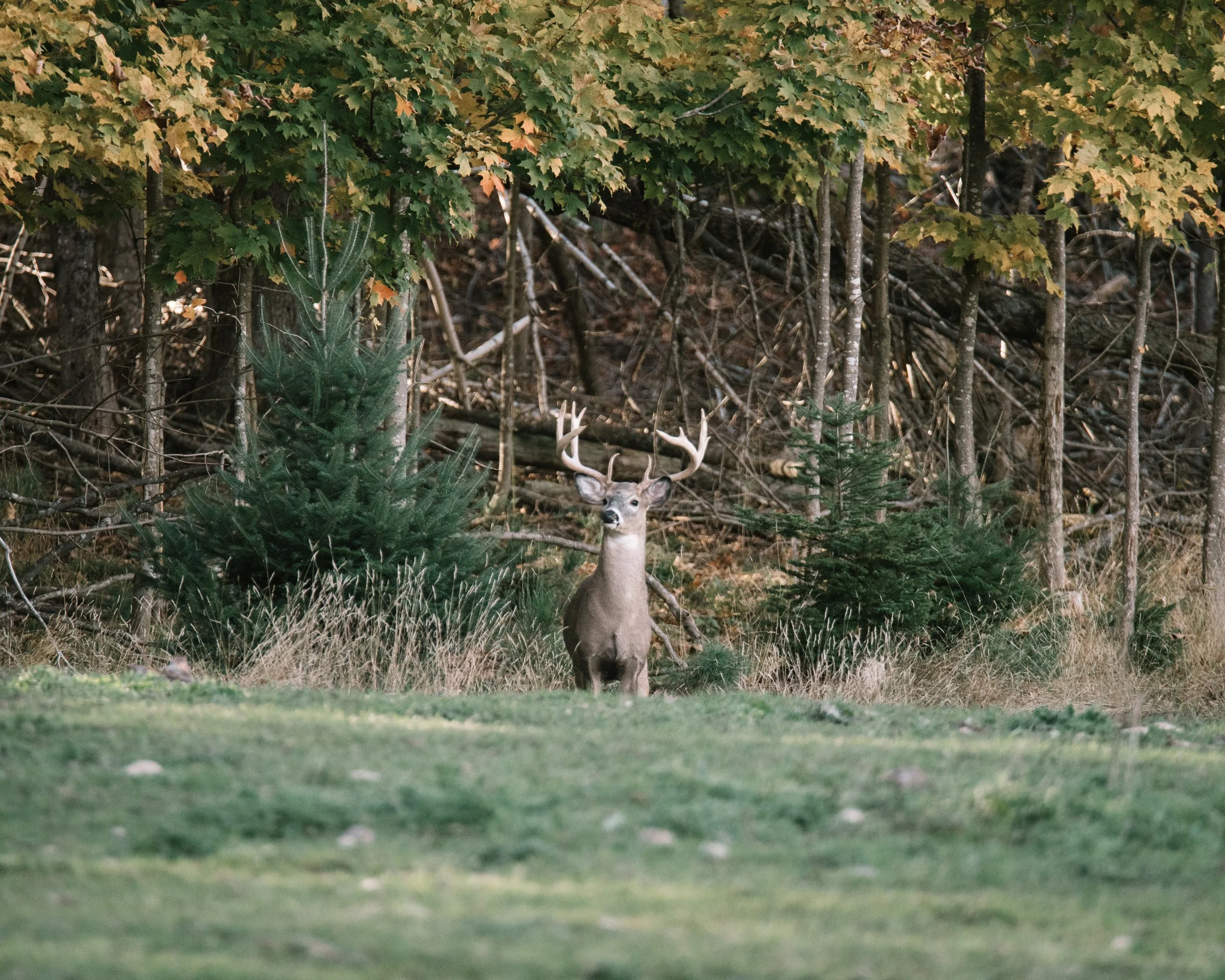 Young whitetail with great potential in the next year or two