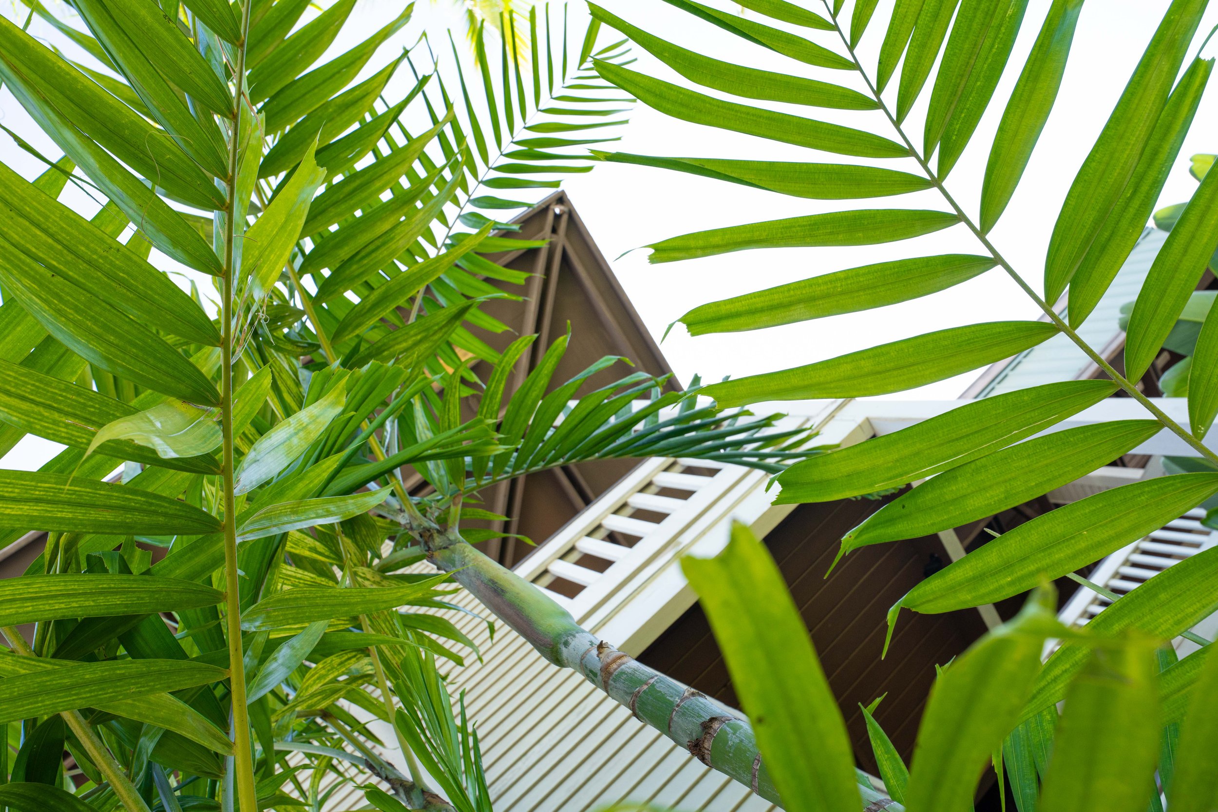 Tropical palm leaves outside the Head and Neck Center of Hawai‘i in Kailua-Kona.
