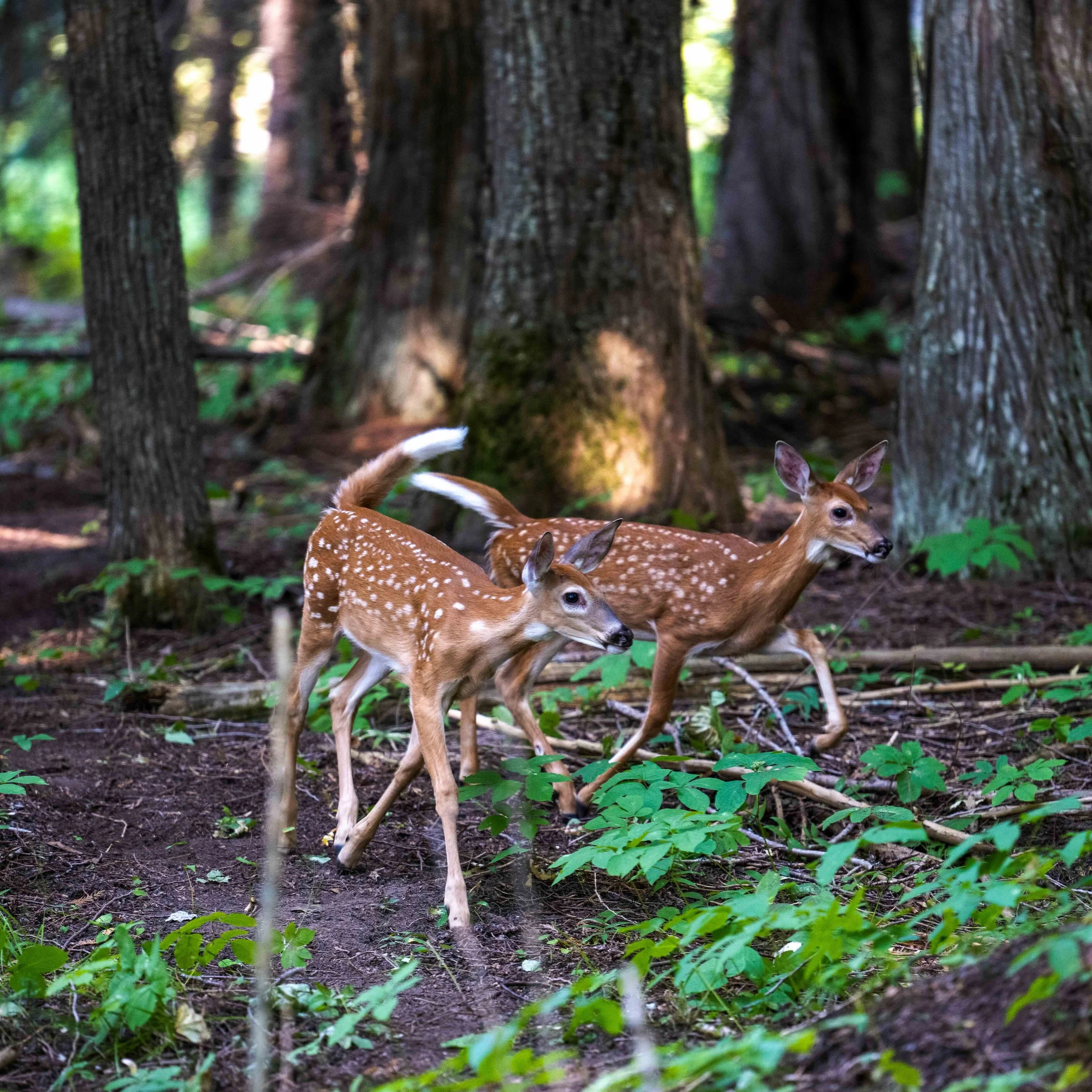 DSC_5063-2.jpeg