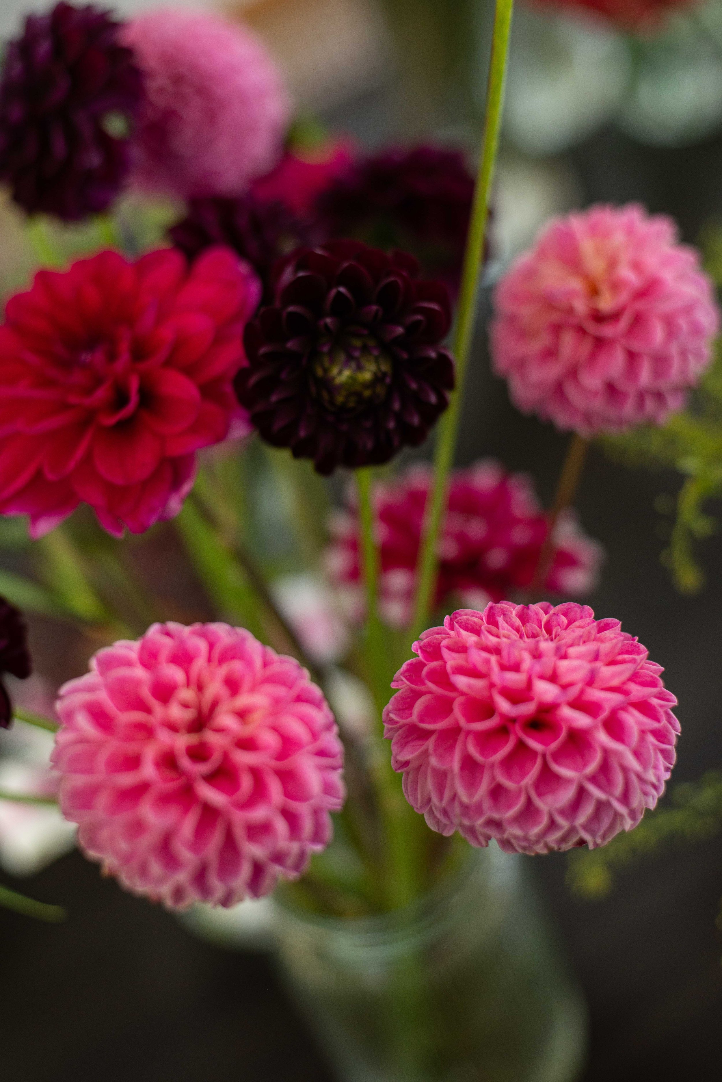 Close-up of pink, purple, and dark maroon dahlia flowers in a glass vase