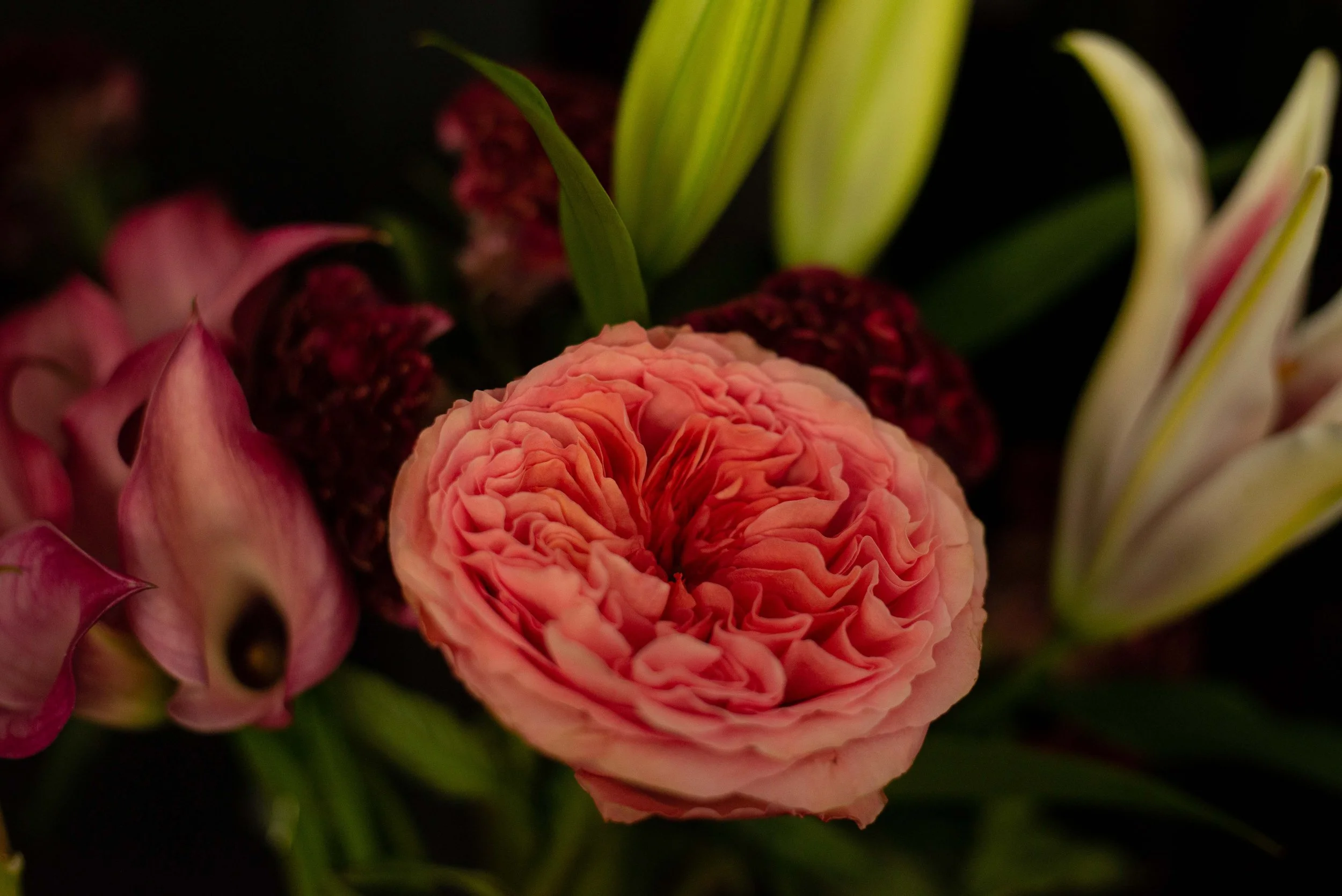 Close-up of a pink carnation flower surrounded by pink and white lilies against a dark background.