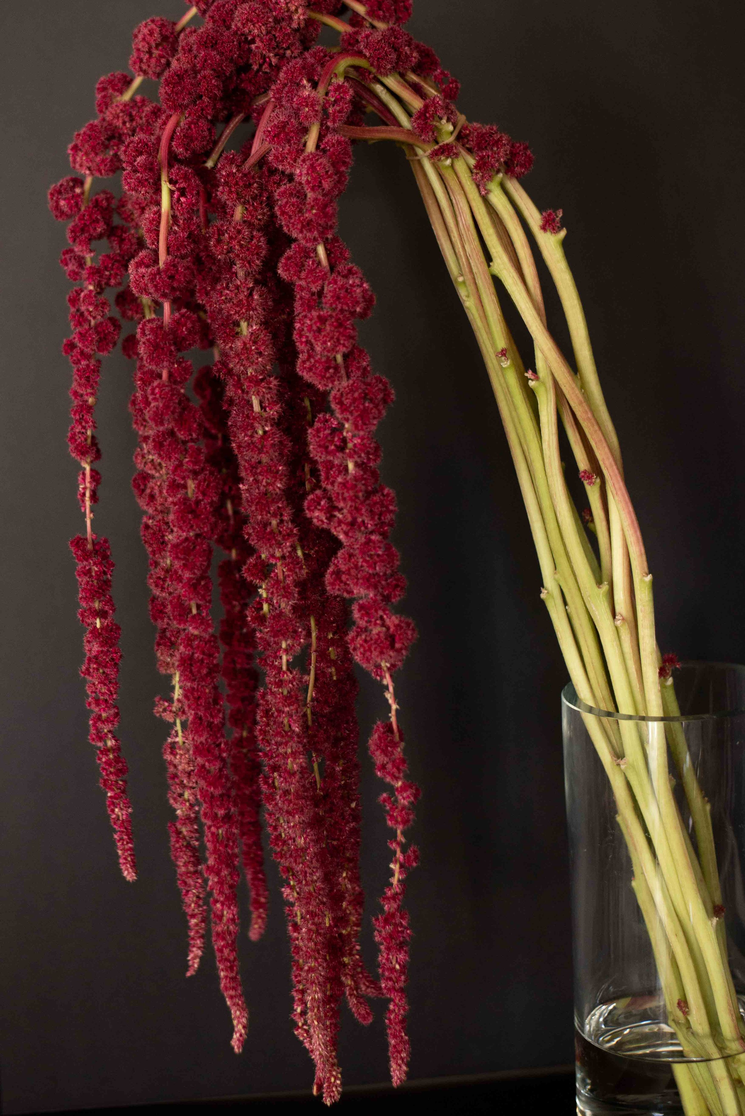 Close-up of red amaranth flowers in a clear glass vase against a dark background.