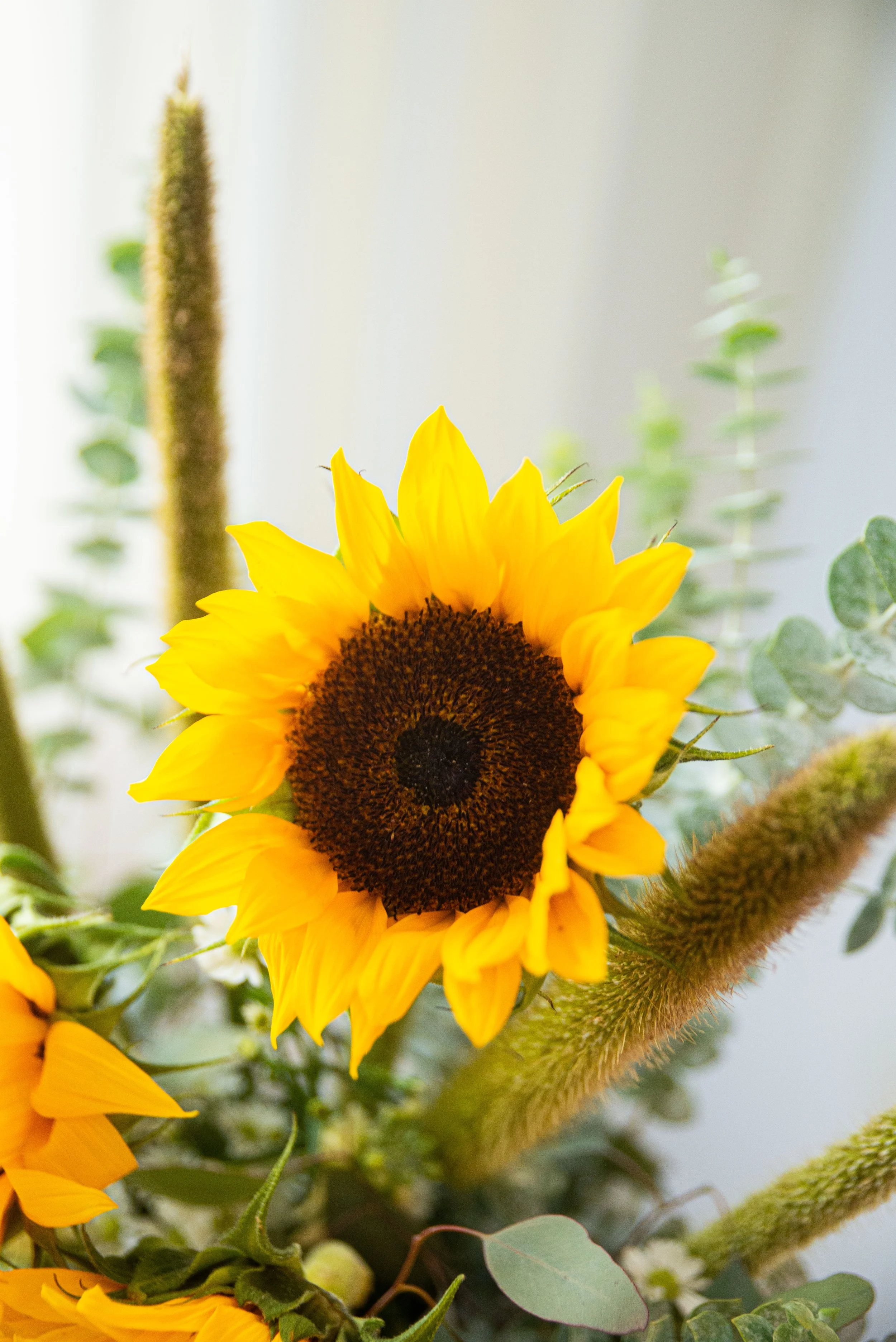 Close-up of a sunflower with yellow petals and dark brown center, surrounded by green leaves and fuzzy plant stems.