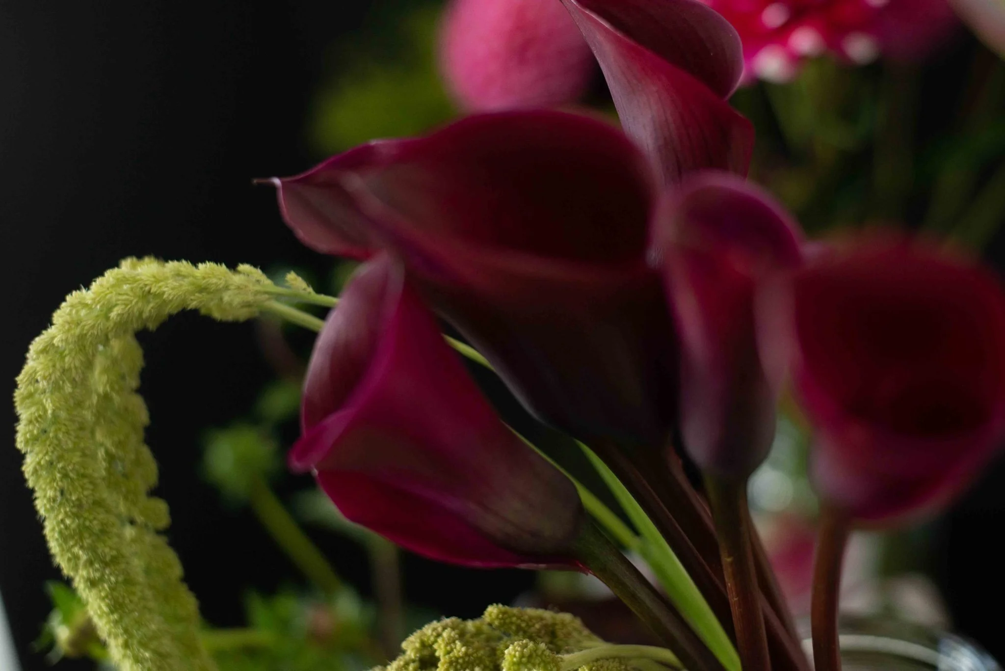 Close-up of a deep pink and burgundy flower with greenish-yellow flower stalks and green background.