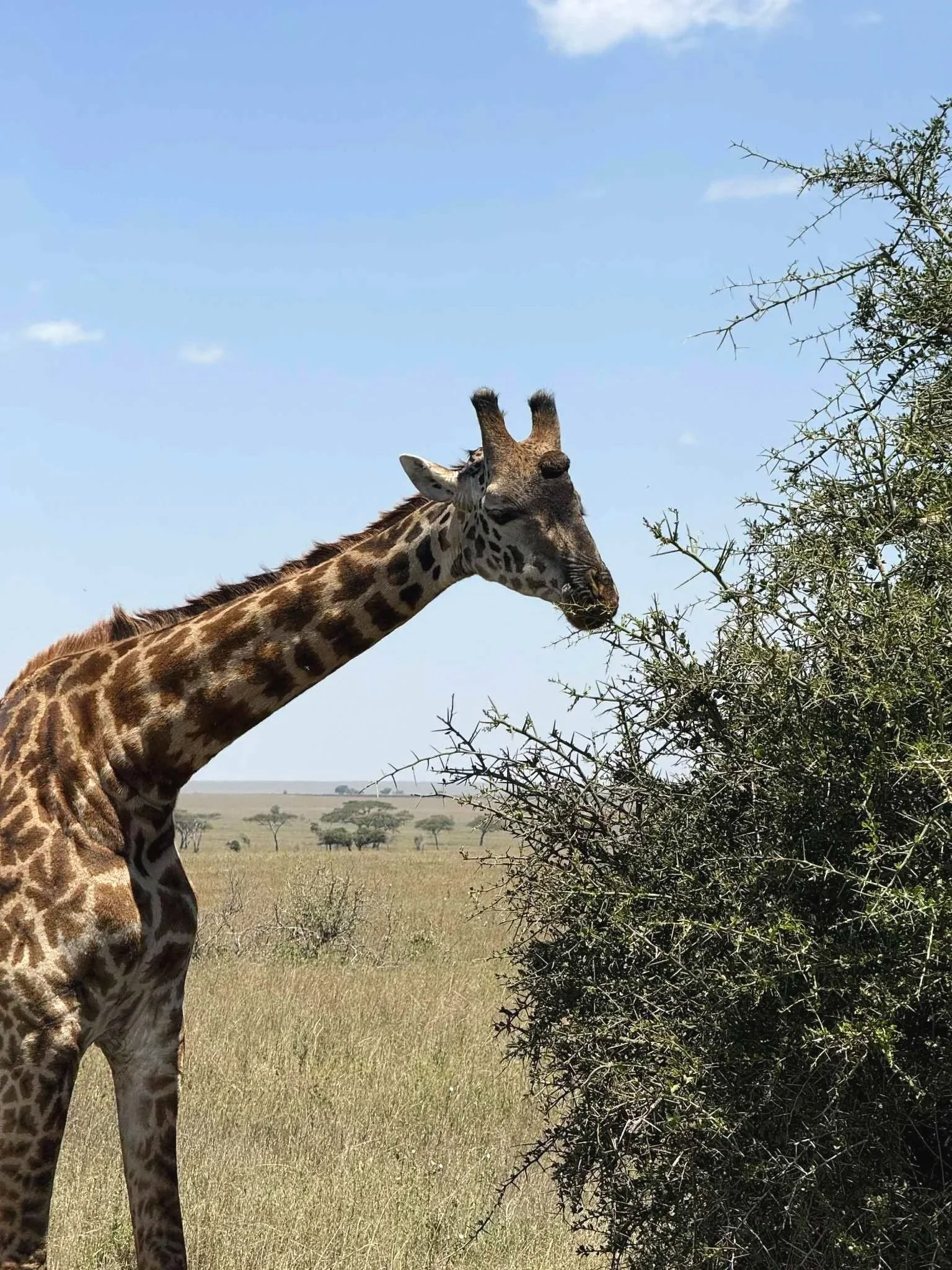 Giraff som äter blad från ett buskväxt i ett afrikanskt landskap med savann och träd i bakgrunden under en blå himmel.